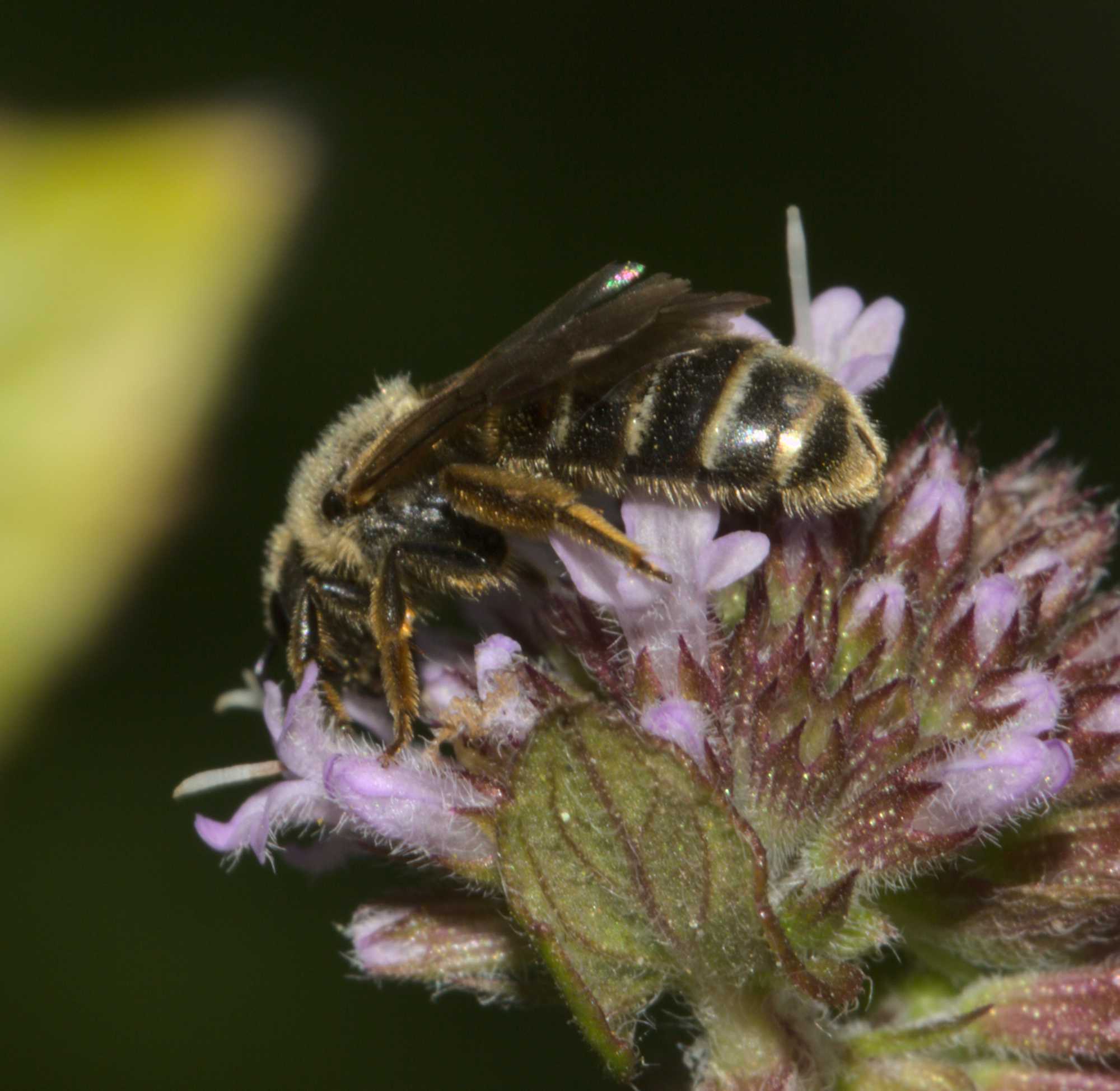 Gewöhnliche Schmalbiene (Lasioglossum calceatum), Lokation: Deutschland | Nordrhein-Westfalen | Heinsberg | Wassenberg Kategorien: Bienen, Hortus rusticus, Familie: Halictidae (Schmal- und Furchenbienen), Datum: 15.08.2020