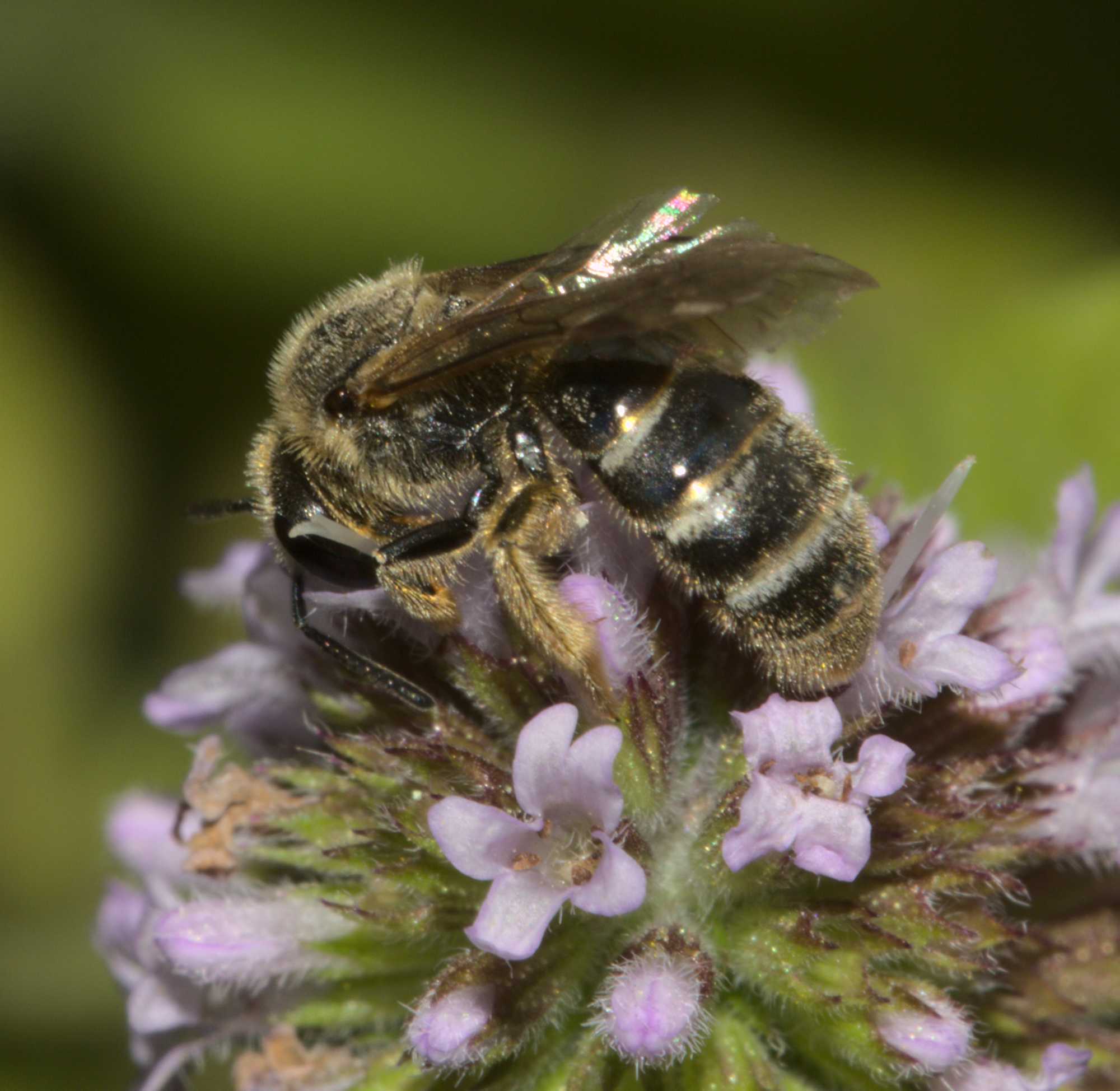 Gewöhnliche Schmalbiene (Lasioglossum calceatum), Lokation: Deutschland | Nordrhein-Westfalen | Heinsberg | Wassenberg Kategorien: Bienen, Hortus rusticus, Familie: Halictidae (Schmal- und Furchenbienen), Datum: 15.08.2020