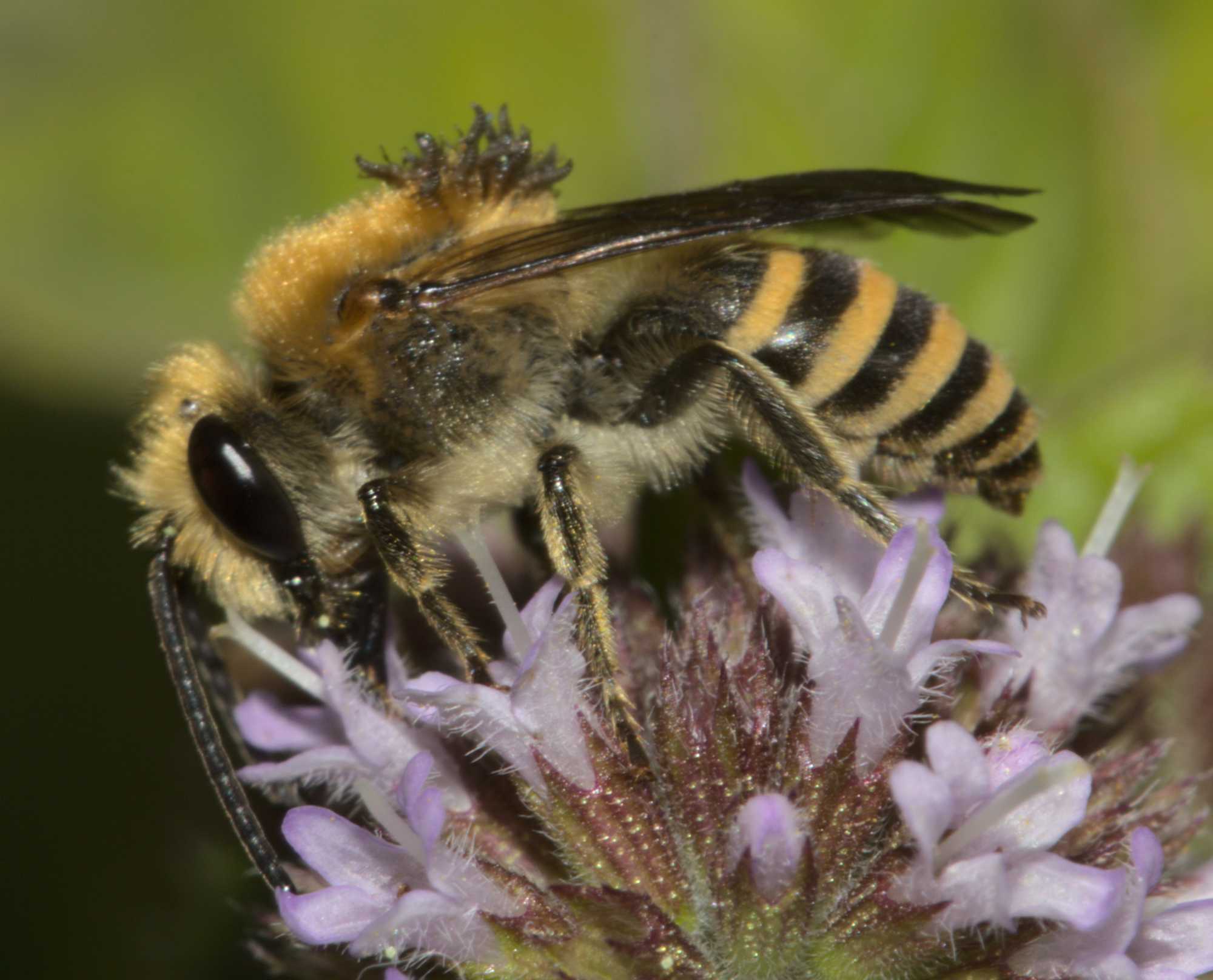 Efeu-Seidenbiene (Colletes hederae), Lokation: Deutschland | Nordrhein-Westfalen | Heinsberg | Wassenberg Kategorien: Bienen, Hortus rusticus, Familie: Colletidae (Kropfbienen), Datum: 17.08.2020