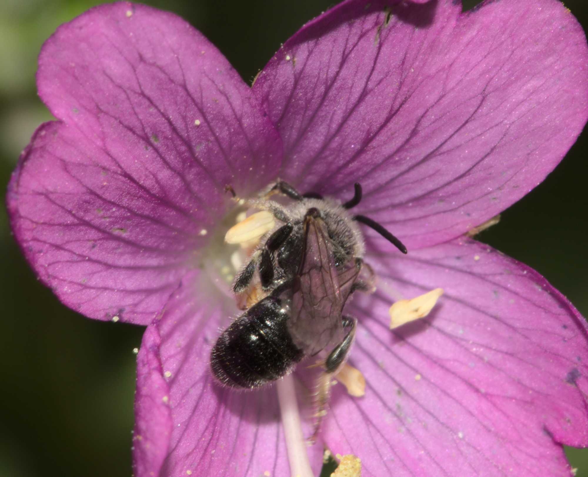 Schmalbiene unbest. (Lasioglossum) (Lasioglossum spec.), Lokation: Deutschland | Nordrhein-Westfalen | Heinsberg | Wassenberg Kategorien: Bienen, Hortus rusticus, Familie: Halictidae (Schmal- und Furchenbienen), Datum: 17.08.2020