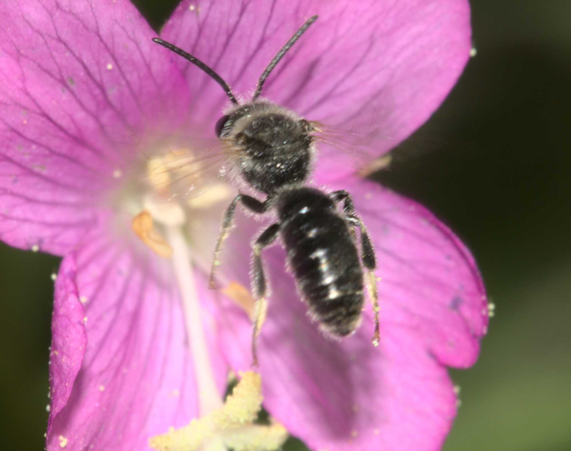 Schmalbiene unbest. (Lasioglossum) (Lasioglossum spec.), Lokation: Deutschland | Nordrhein-Westfalen | Heinsberg | Wassenberg Kategorien: Bienen, Hortus rusticus, Familie: Halictidae (Schmal- und Furchenbienen), Datum: 17.08.2020