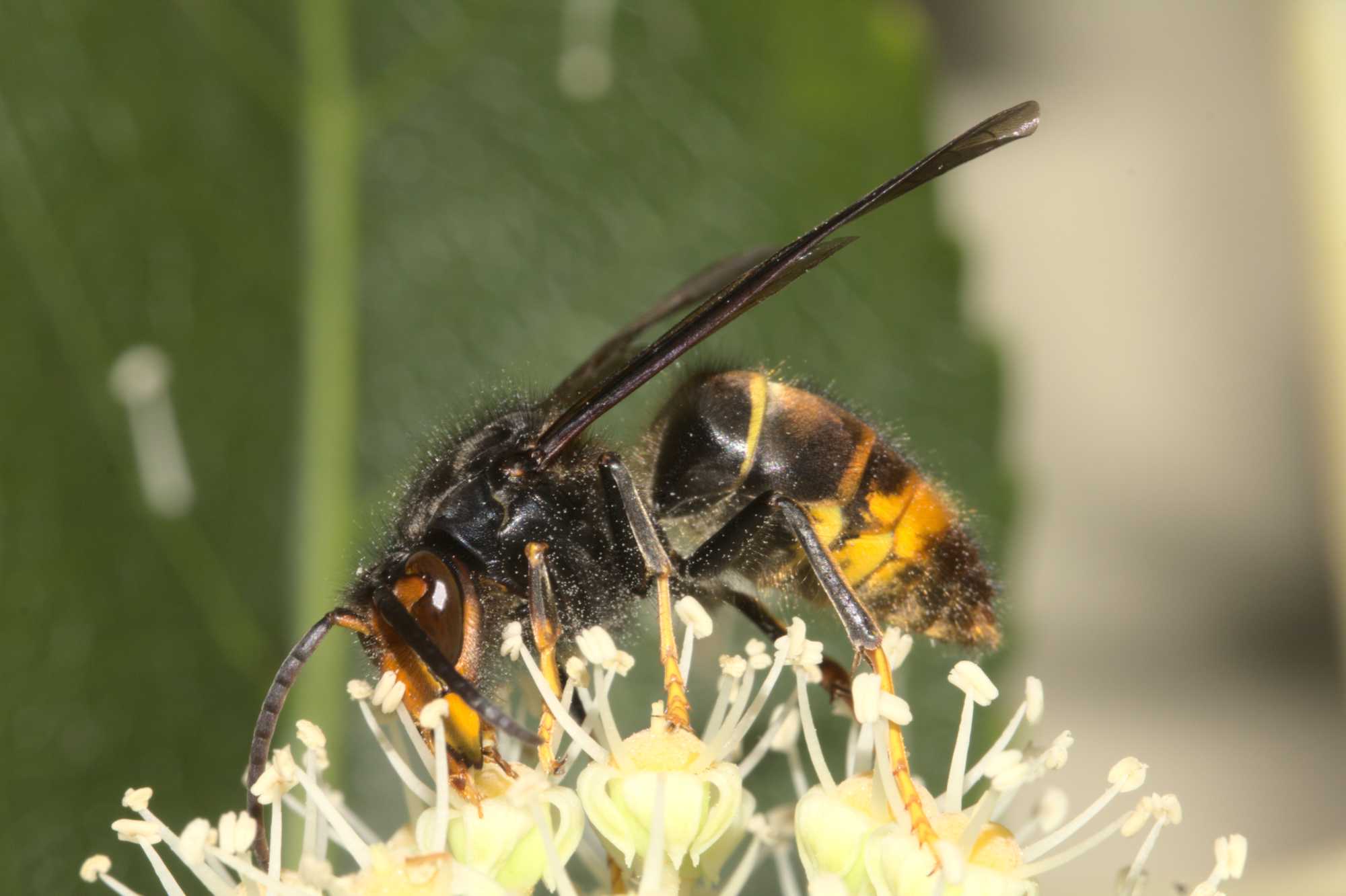 Asiatische Hornisse (Vespa velutina), Lokation: Deutschland | Nordrhein-Westfalen | Heinsberg | Wassenberg Kategorien: Insekten, Hortus rusticus, Familie: Vespidae (Faltenwespen), Datum: 01.11.2020
