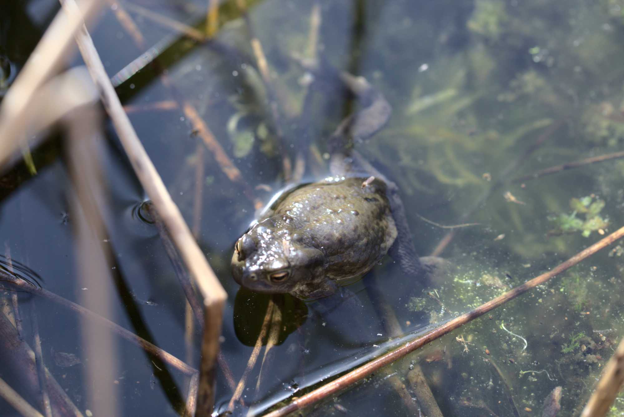 Lokation: Deutschland | Nordrhein-Westfalen | Heinsberg | Wassenberg Kategorien: Amphibien, Hortus rusticus, Datum: 30.03.2021