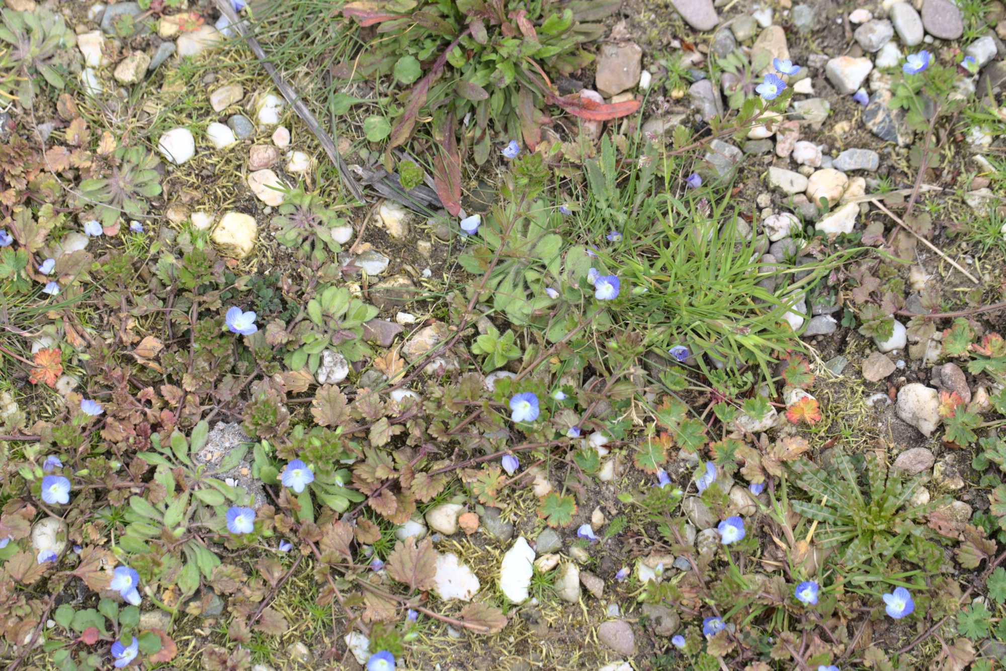 Lokation: Deutschland | Nordrhein-Westfalen | Heinsberg | Wassenberg Kategorien: Vegetation, Hortus rusticus, Datum: 18.04.2021
