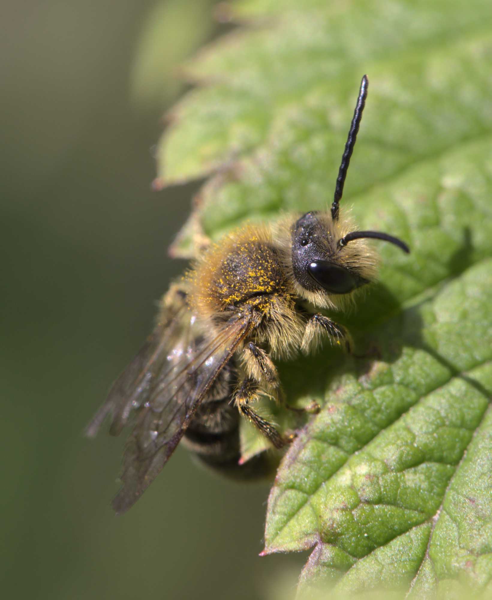 Rotschopfige Sandbiene (Andrena haemorrhoa), Lokation: Deutschland | Nordrhein-Westfalen | Heinsberg | Wassenberg Kategorien: Bienen, Familie: Andrenidae (Sandbienen), Datum: 25.04.2021