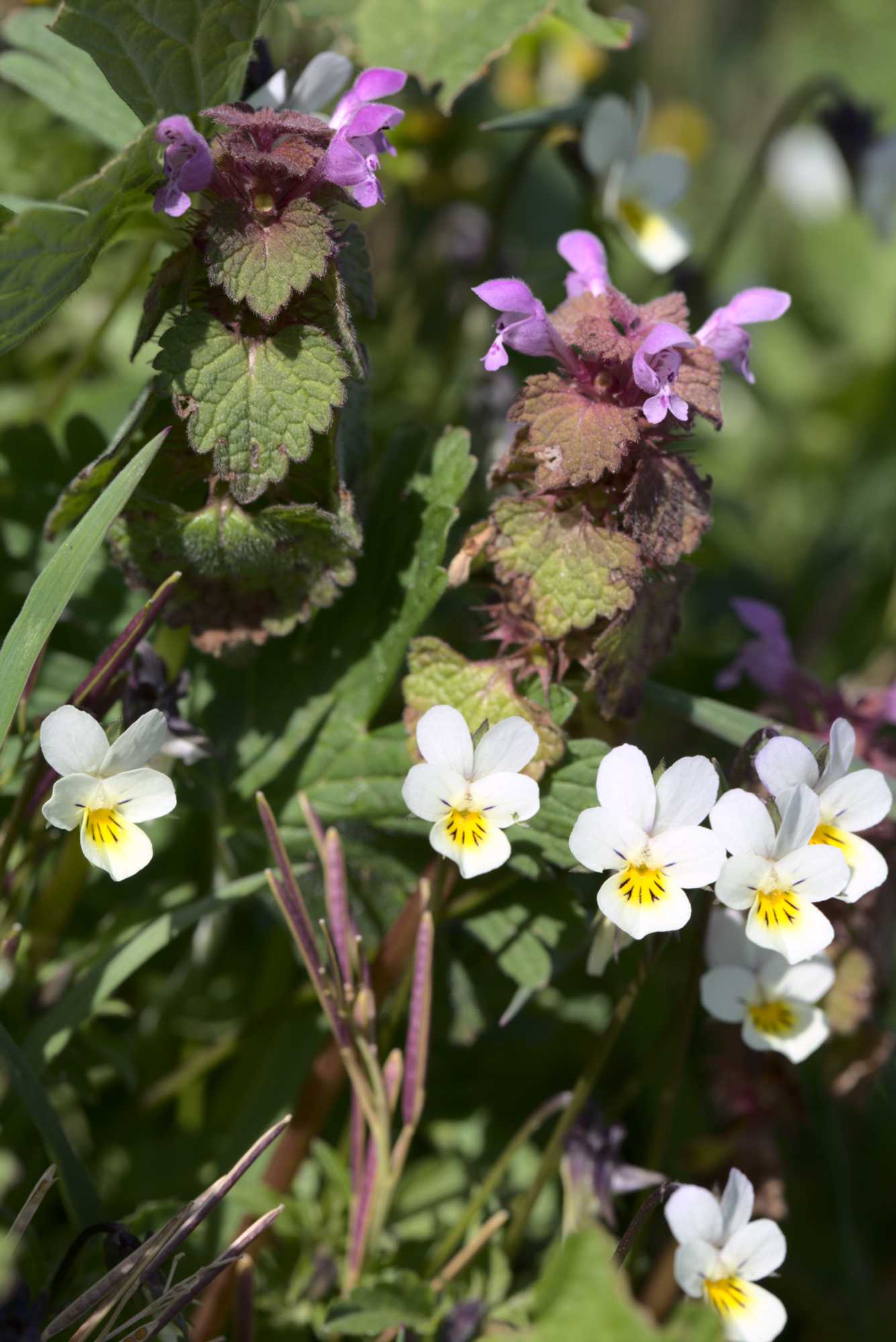 Lokation: Deutschland | Nordrhein-Westfalen | Heinsberg | Wassenberg Kategorien: Monatsbilder, Hortus rusticus, Datum: 25.04.2021