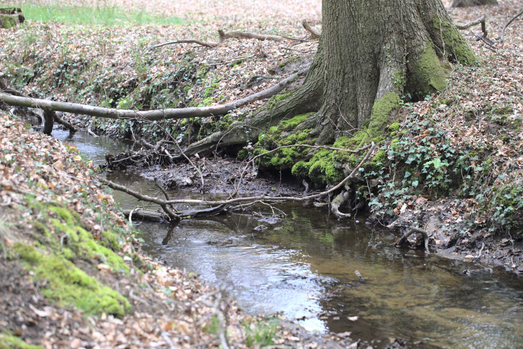 Lokation: Deutschland | Nordrhein-Westfalen | Heinsberg | Wassenberg Kategorien: Bach, Datum: 30.04.2021