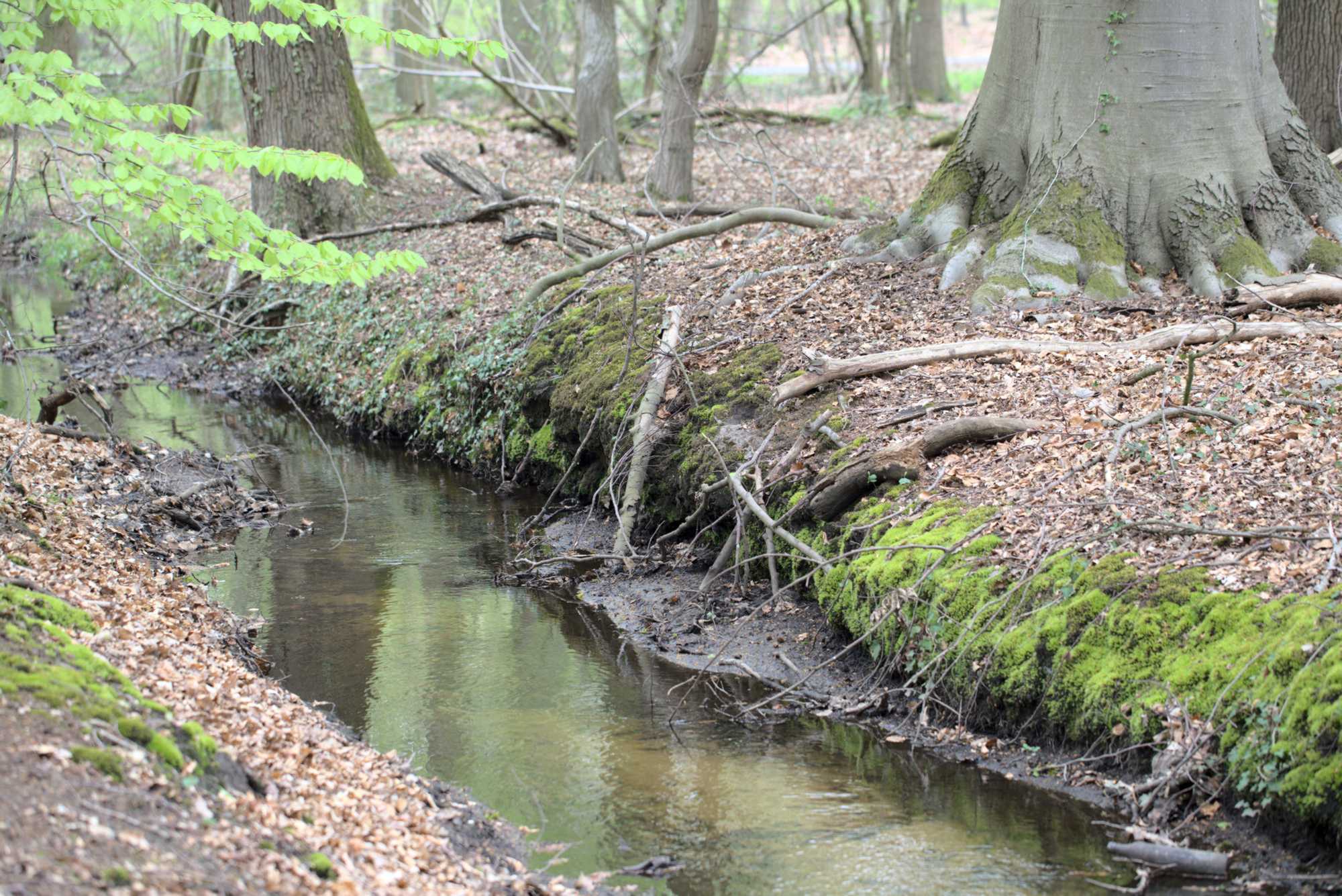 Lokation: Deutschland | Nordrhein-Westfalen | Heinsberg | Wassenberg Kategorien: Bach, Datum: 30.04.2021