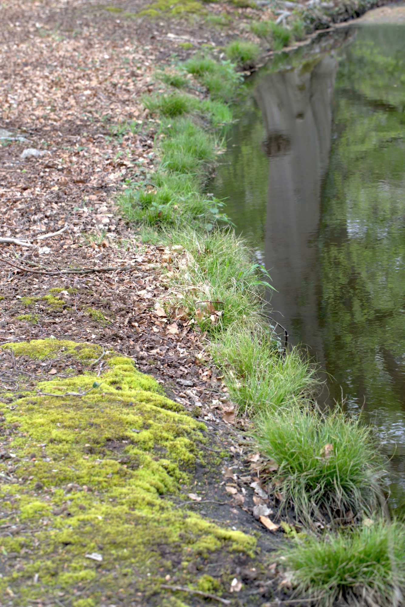 Lokation: Deutschland | Nordrhein-Westfalen | Heinsberg | Wassenberg Kategorien: Bach, Datum: 30.04.2021