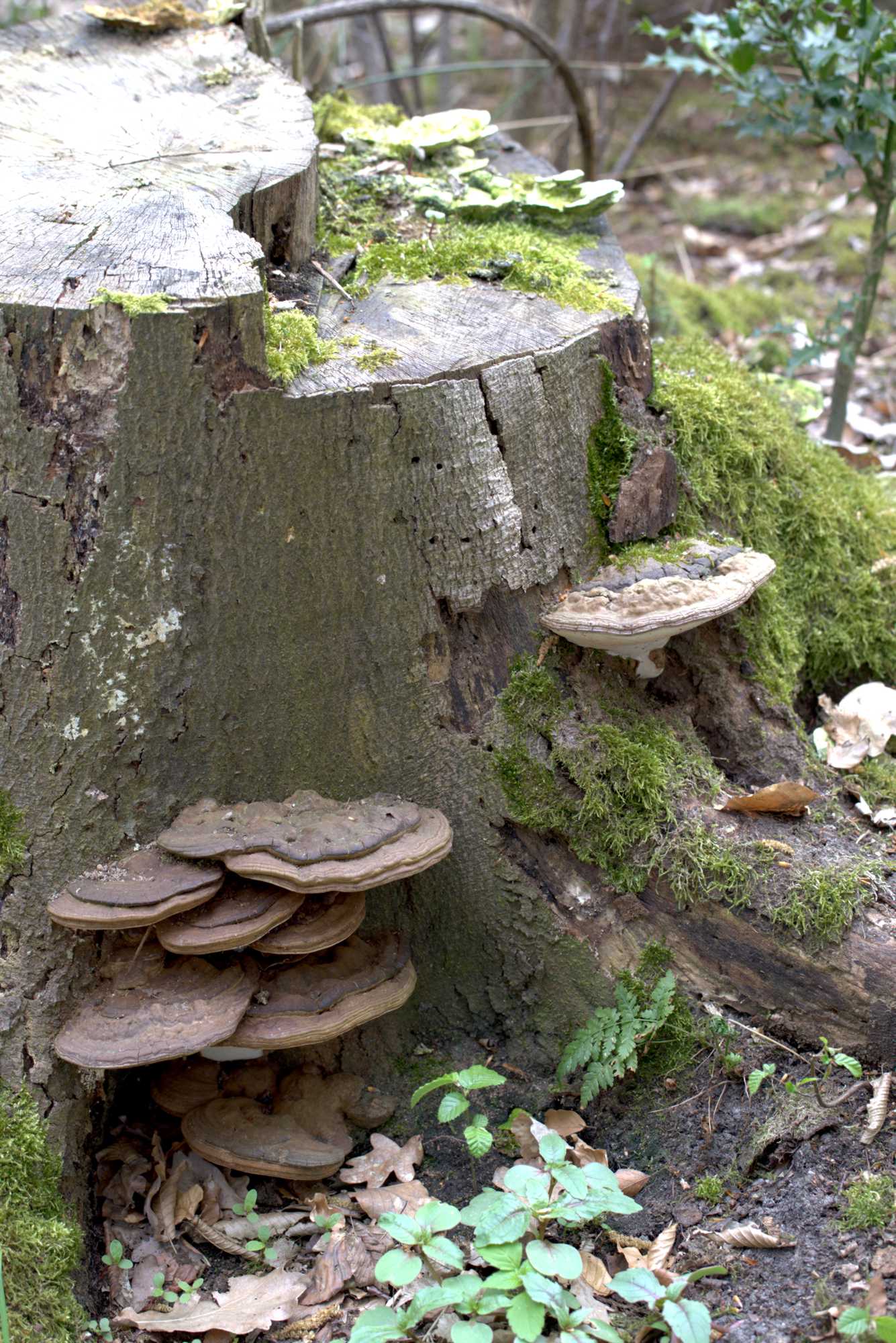 Lokation: Deutschland | Nordrhein-Westfalen | Heinsberg | Wassenberg Kategorien: Baum, Datum: 30.04.2021