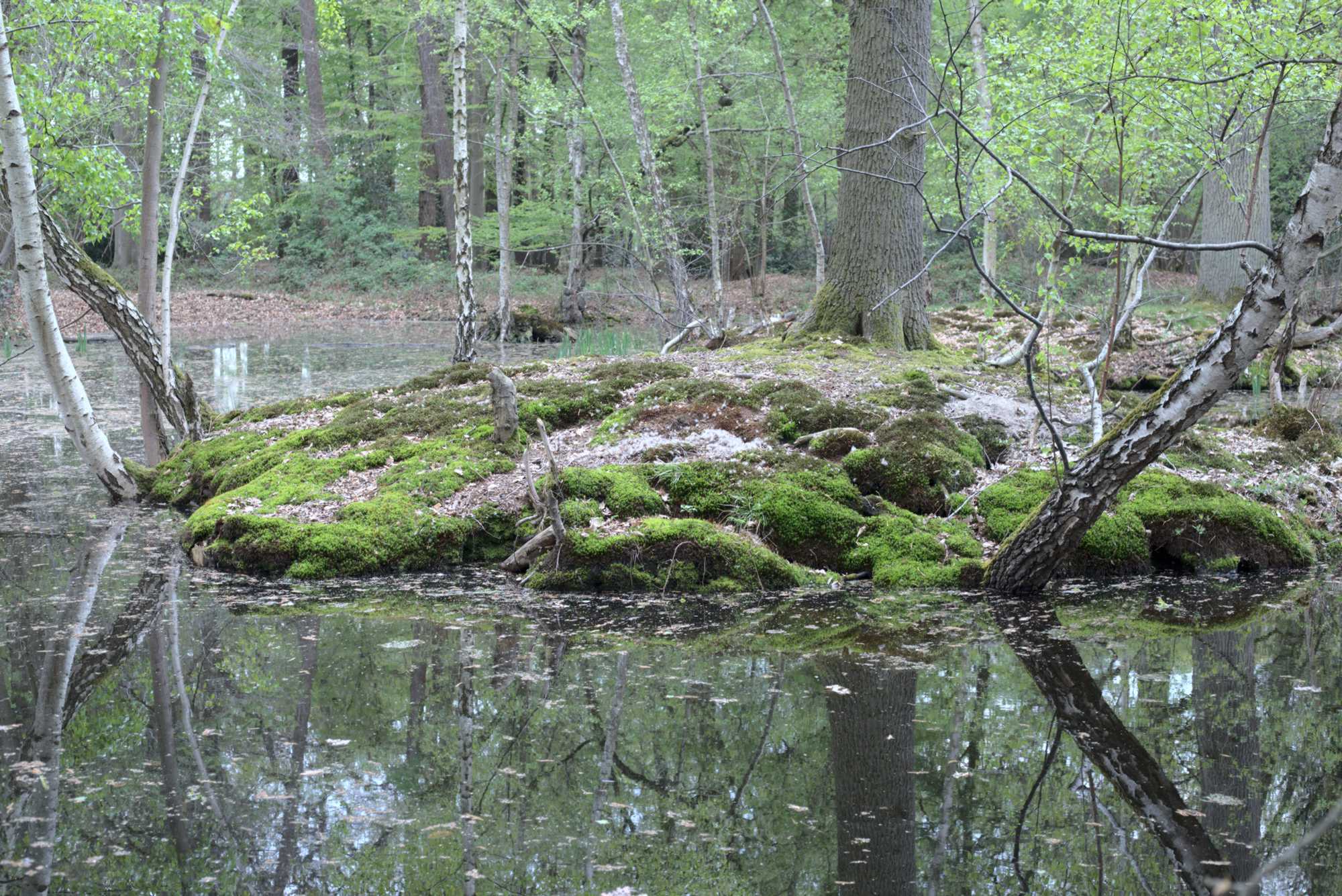 Lokation: Deutschland | Nordrhein-Westfalen | Heinsberg | Wassenberg Kategorien: Teich, Datum: 30.04.2021