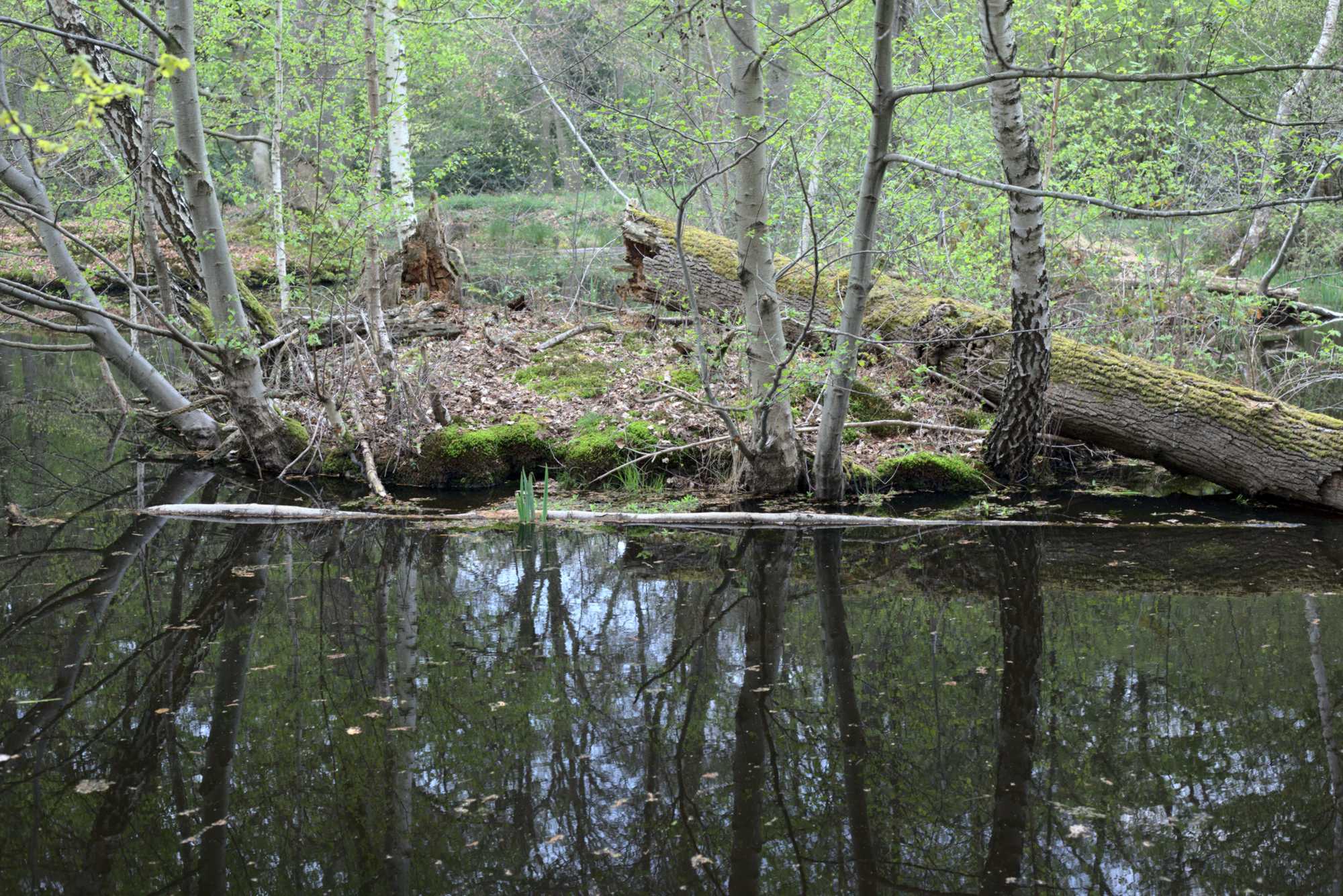Lokation: Deutschland | Nordrhein-Westfalen | Heinsberg | Wassenberg Kategorien: Teich, Datum: 30.04.2021