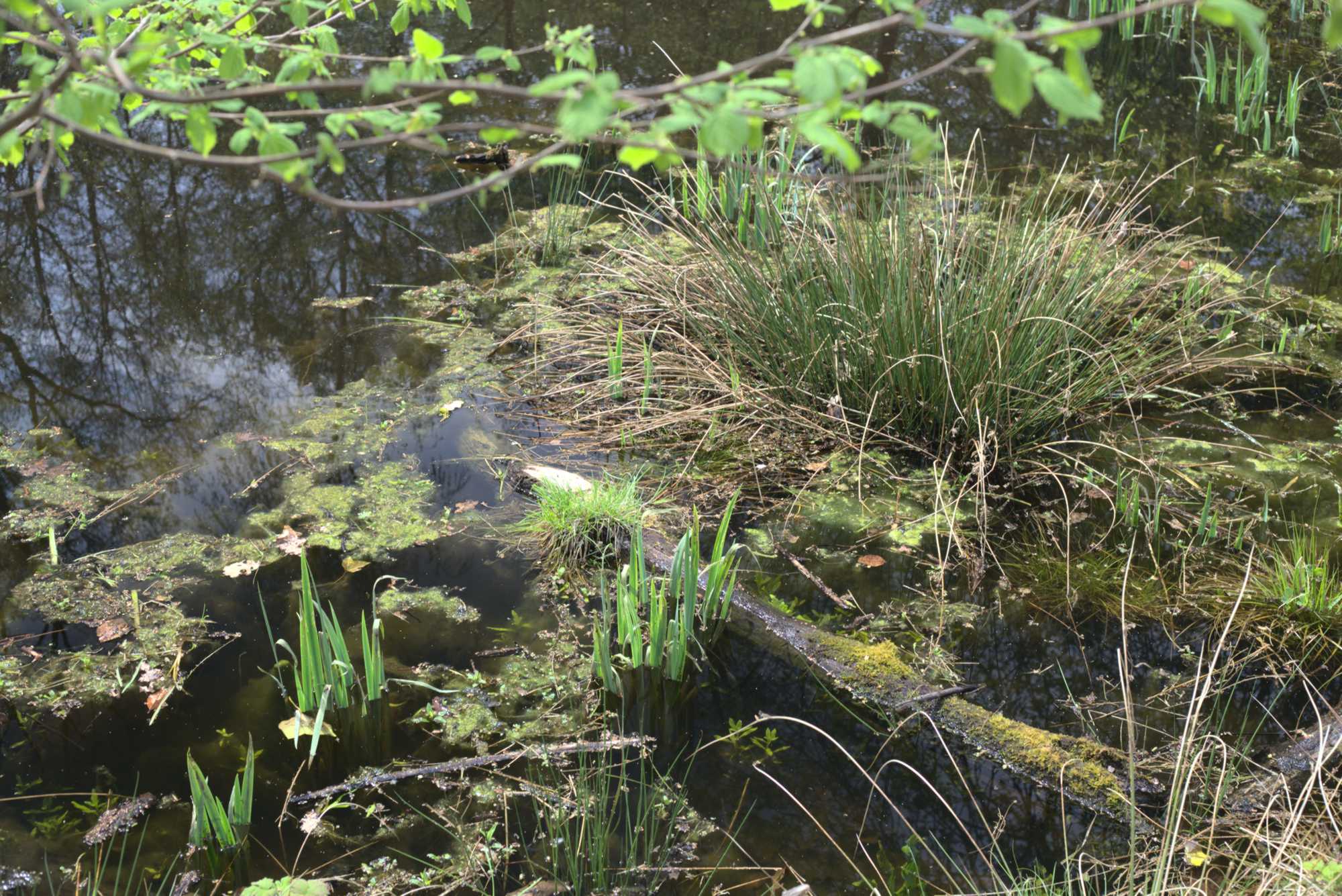 Lokation: Deutschland | Nordrhein-Westfalen | Heinsberg | Wassenberg Kategorien: Teich, Datum: 30.04.2021