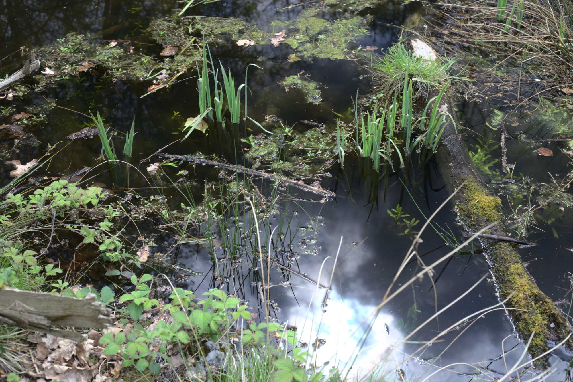 Lokation: Deutschland | Nordrhein-Westfalen | Heinsberg | Wassenberg Kategorien: Teich, Datum: 30.04.2021