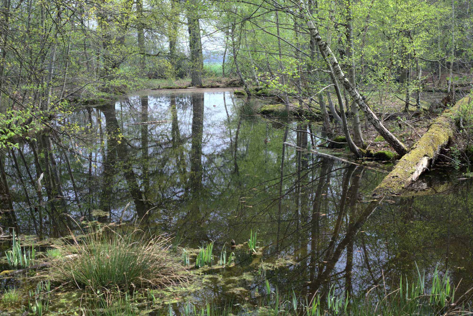 Lokation: Deutschland | Nordrhein-Westfalen | Heinsberg | Wassenberg Kategorien: Teich, Datum: 30.04.2021