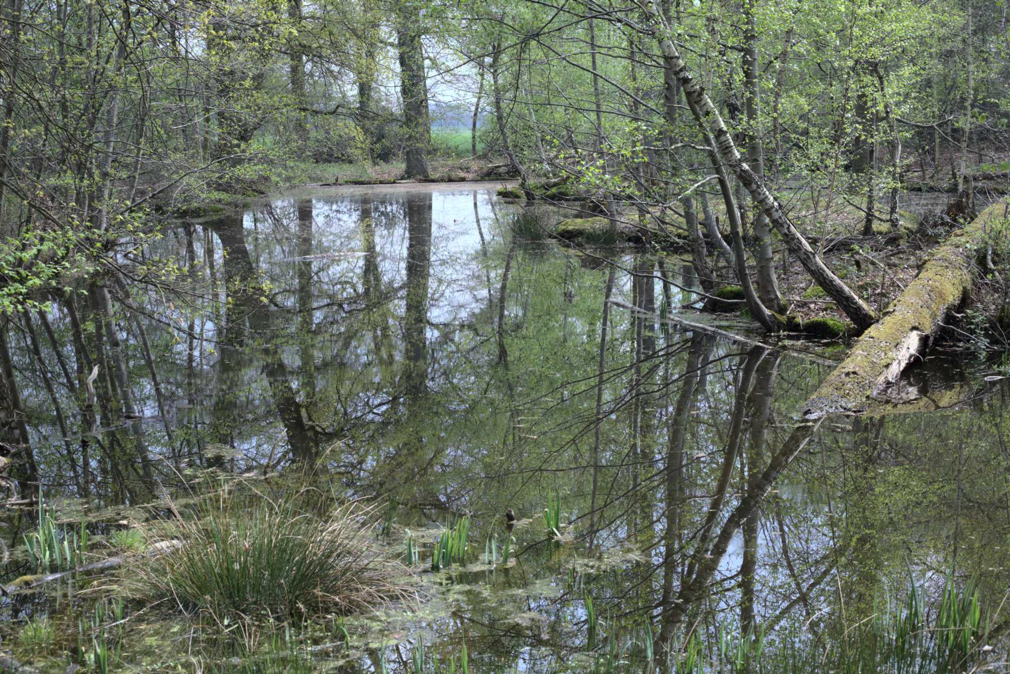 Lokation: Deutschland | Nordrhein-Westfalen | Heinsberg | Wassenberg Kategorien: Teich, Datum: 30.04.2021