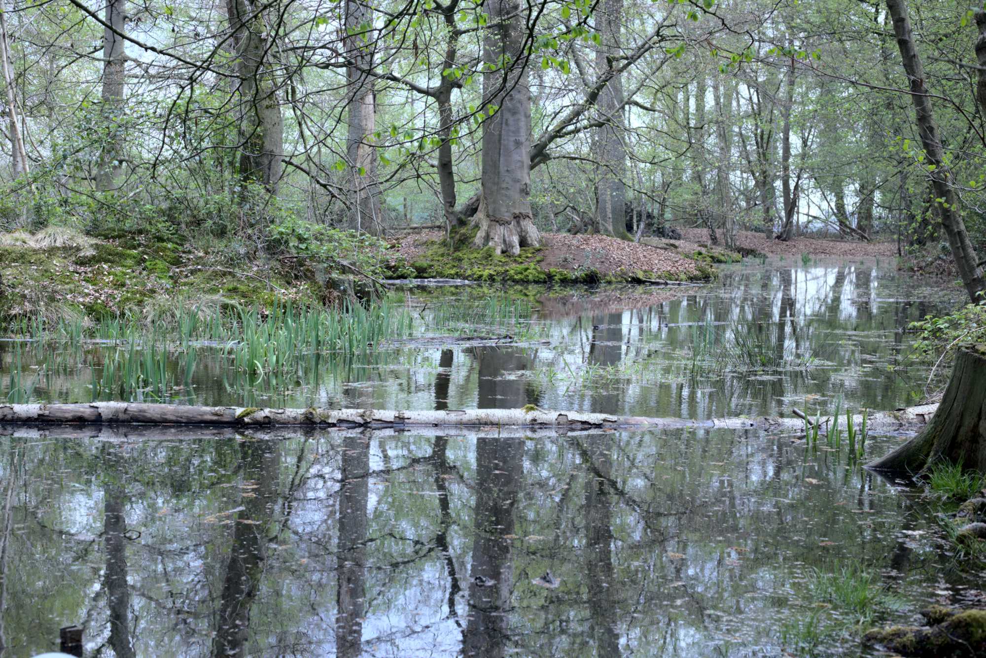 Lokation: Deutschland | Nordrhein-Westfalen | Heinsberg | Wassenberg Kategorien: Teich, Datum: 30.04.2021