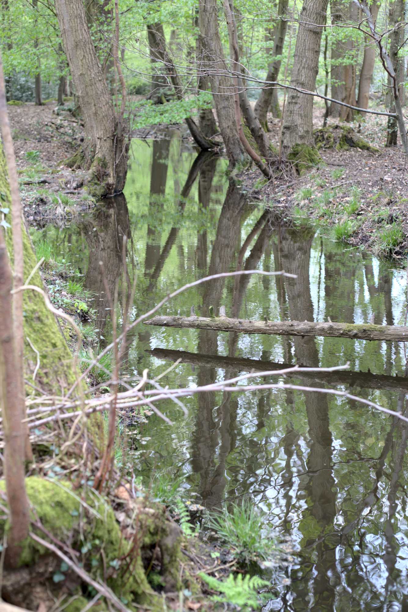 Lokation: Deutschland | Nordrhein-Westfalen | Heinsberg | Wassenberg Kategorien: Teich, Datum: 30.04.2021