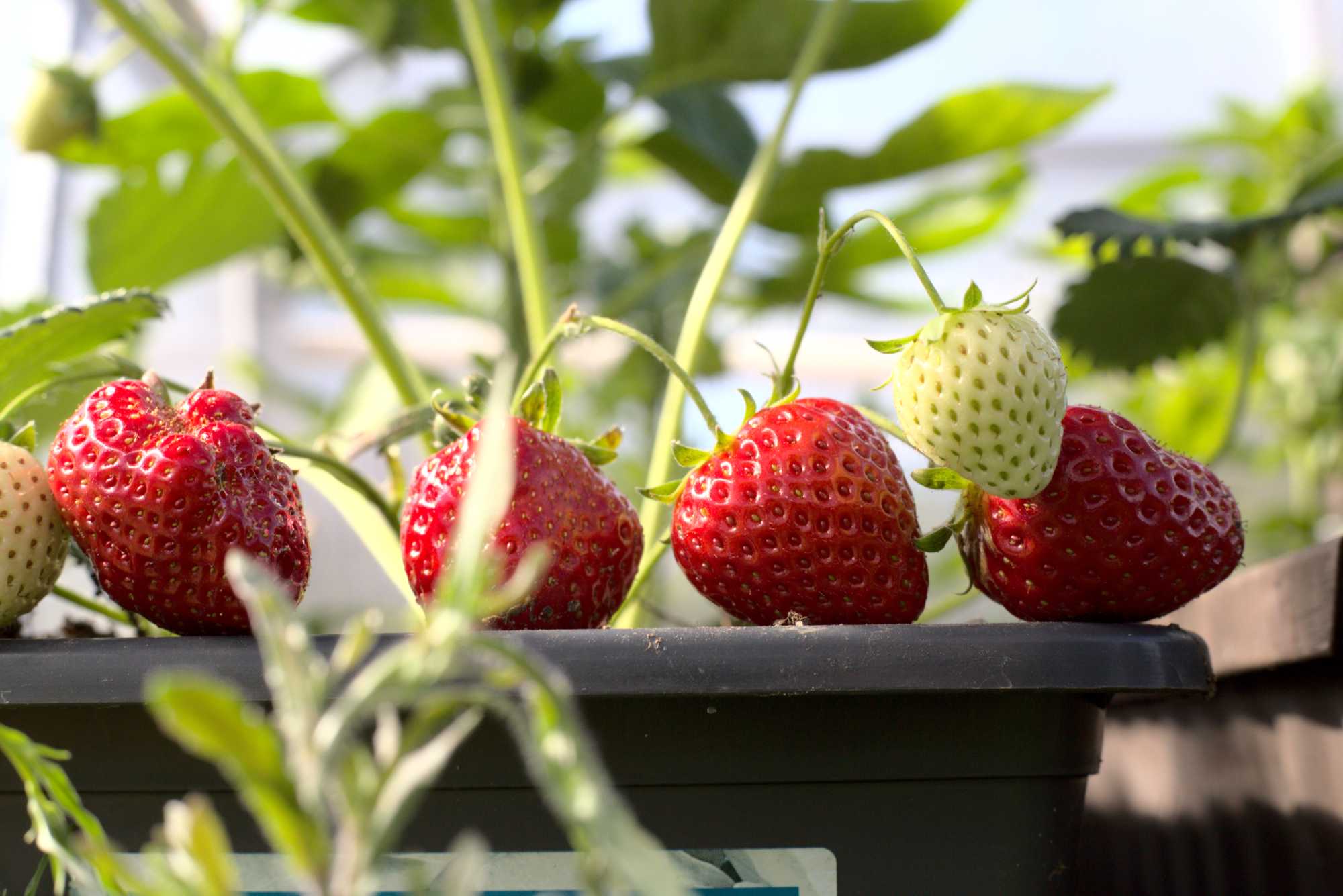 Lokation: Deutschland | Nordrhein-Westfalen | Heinsberg | Wassenberg Kategorien: Gewächshaus, Hortus rusticus, Datum: 05.05.2021