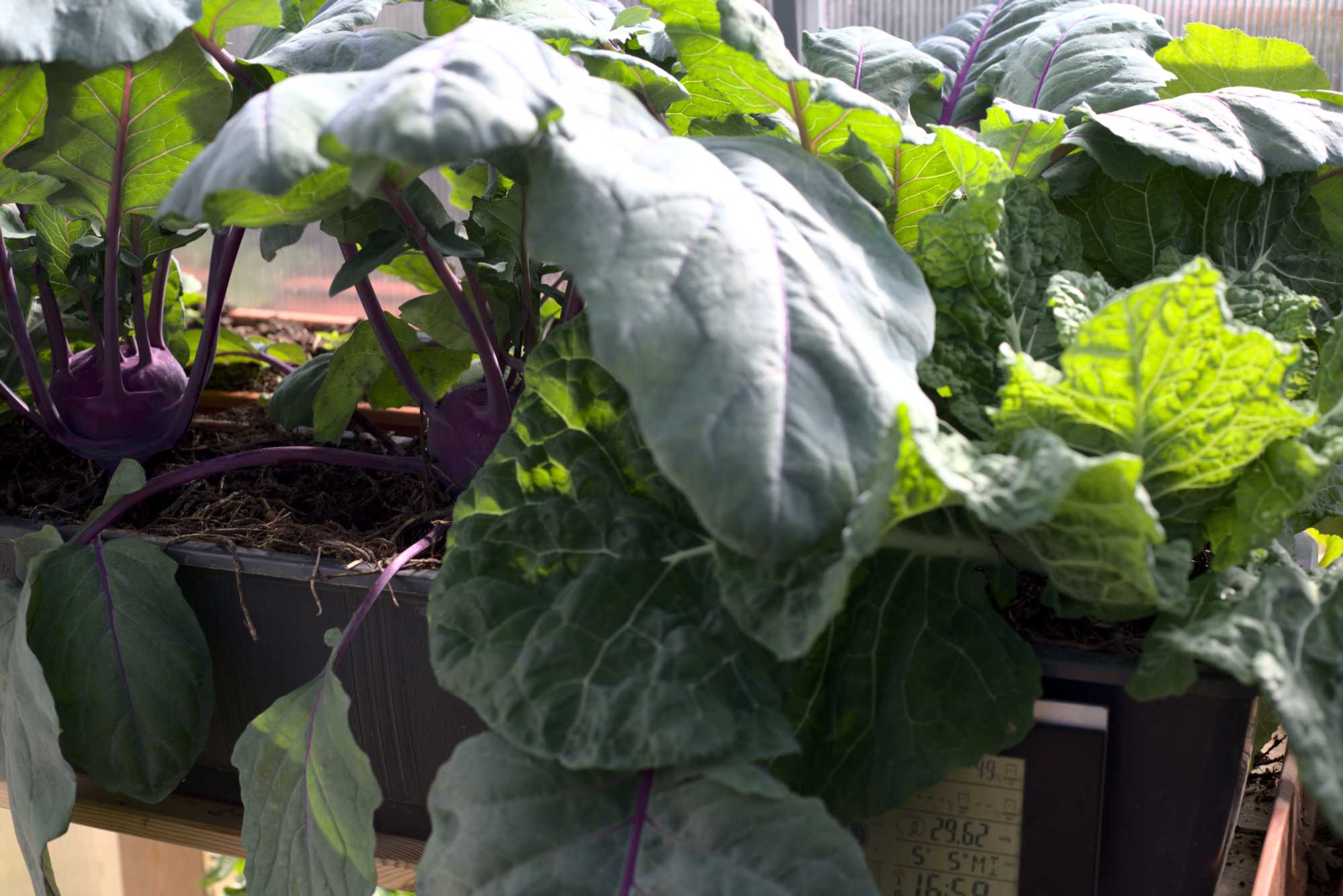 Lokation: Deutschland | Nordrhein-Westfalen | Heinsberg | Wassenberg Kategorien: Gewächshaus, Hortus rusticus, Datum: 05.05.2021