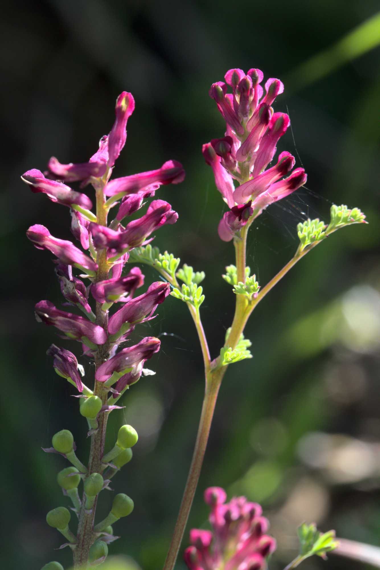 Lokation: Deutschland | Nordrhein-Westfalen | Heinsberg | Wassenberg Kategorien: Blüte, Hortus rusticus, Datum: 09.05.2021