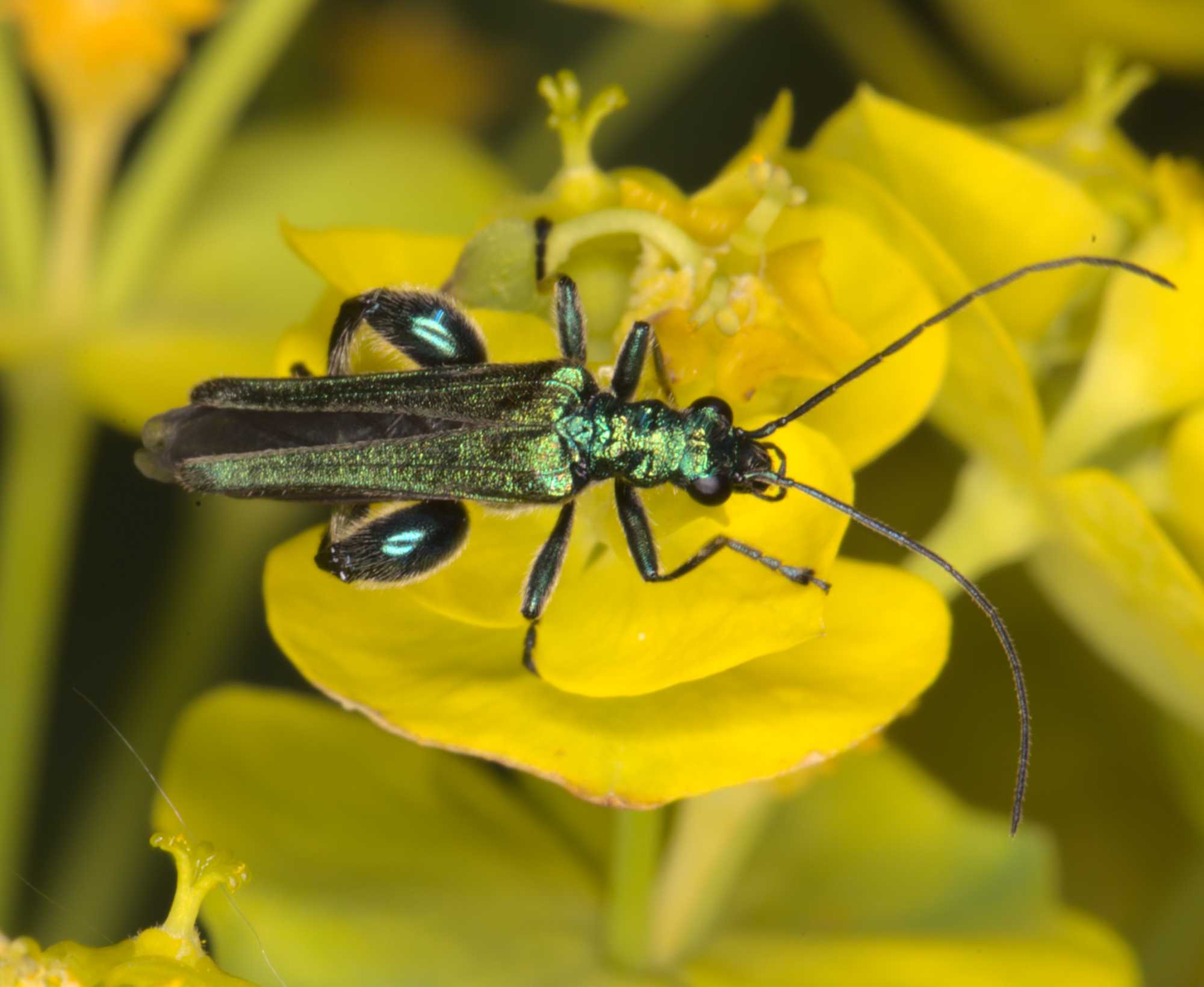 Lokation: Deutschland | Nordrhein-Westfalen | Heinsberg | Wassenberg Kategorien: Monatsbilder, Hortus rusticus, Datum: 12.05.2021