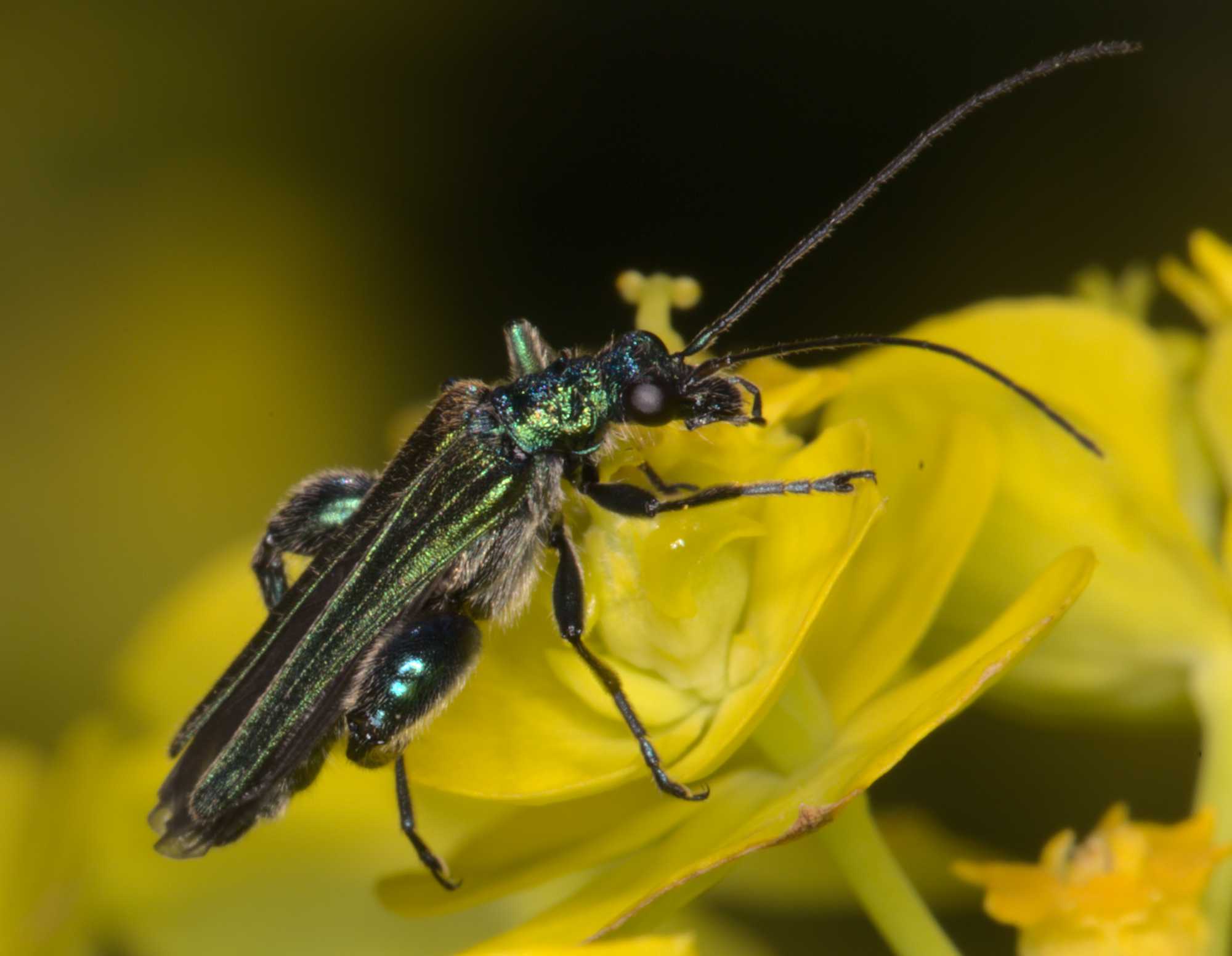 Lokation: Deutschland | Nordrhein-Westfalen | Heinsberg | Wassenberg Kategorien: Käfer, Hortus rusticus, Datum: 12.05.2021