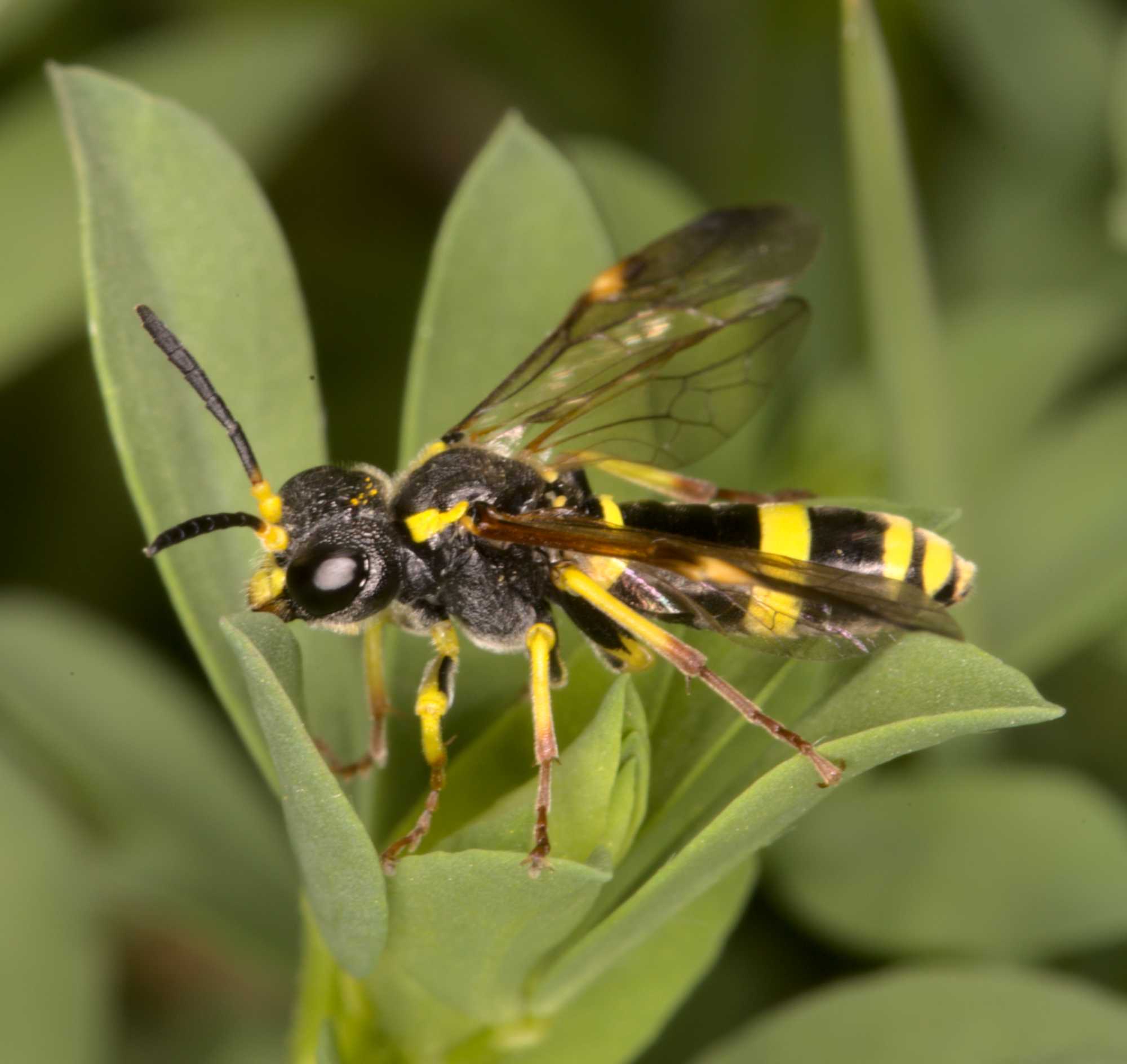 Diphyus quadripunctorius (Diphyus quadripunctorius), Lokation: Deutschland | Nordrhein-Westfalen | Heinsberg | Wassenberg Kategorien: Insekten, Hortus rusticus, Familie: Crabronidae (Grabwespen), Datum: 12.05.2021