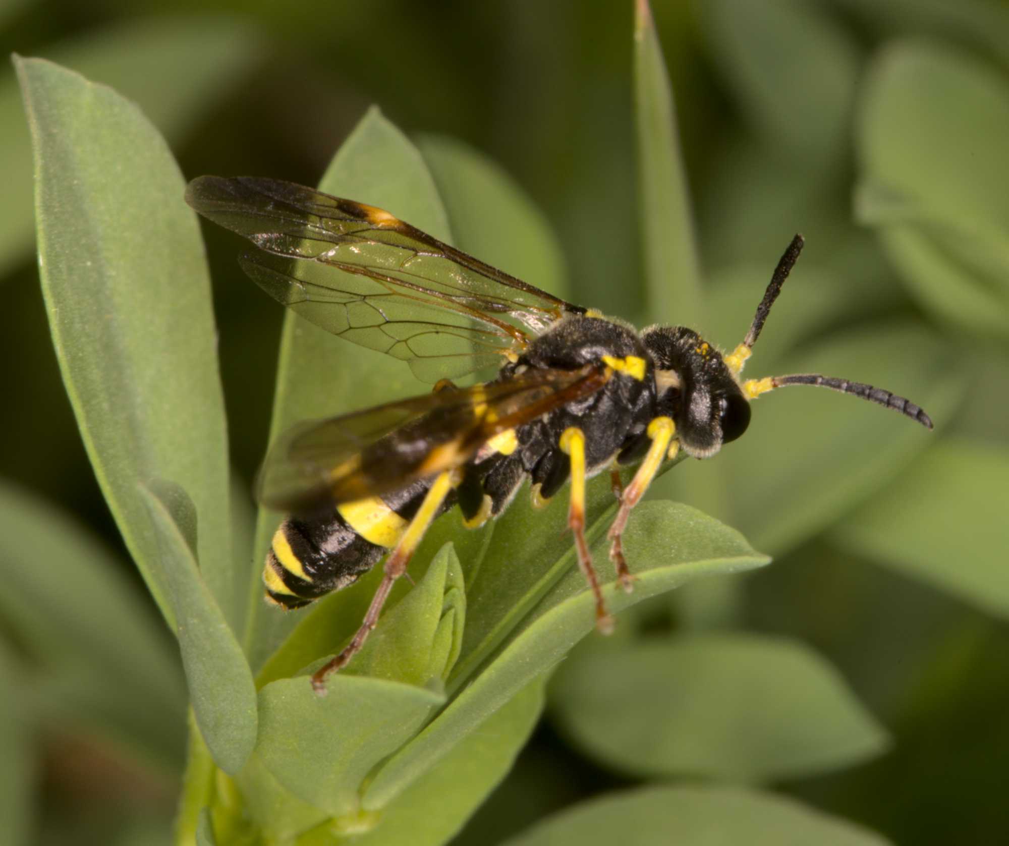 Diphyus quadripunctorius (Diphyus quadripunctorius), Lokation: Deutschland | Nordrhein-Westfalen | Heinsberg | Wassenberg Kategorien: Insekten, Hortus rusticus, Familie: Crabronidae (Grabwespen), Datum: 12.05.2021