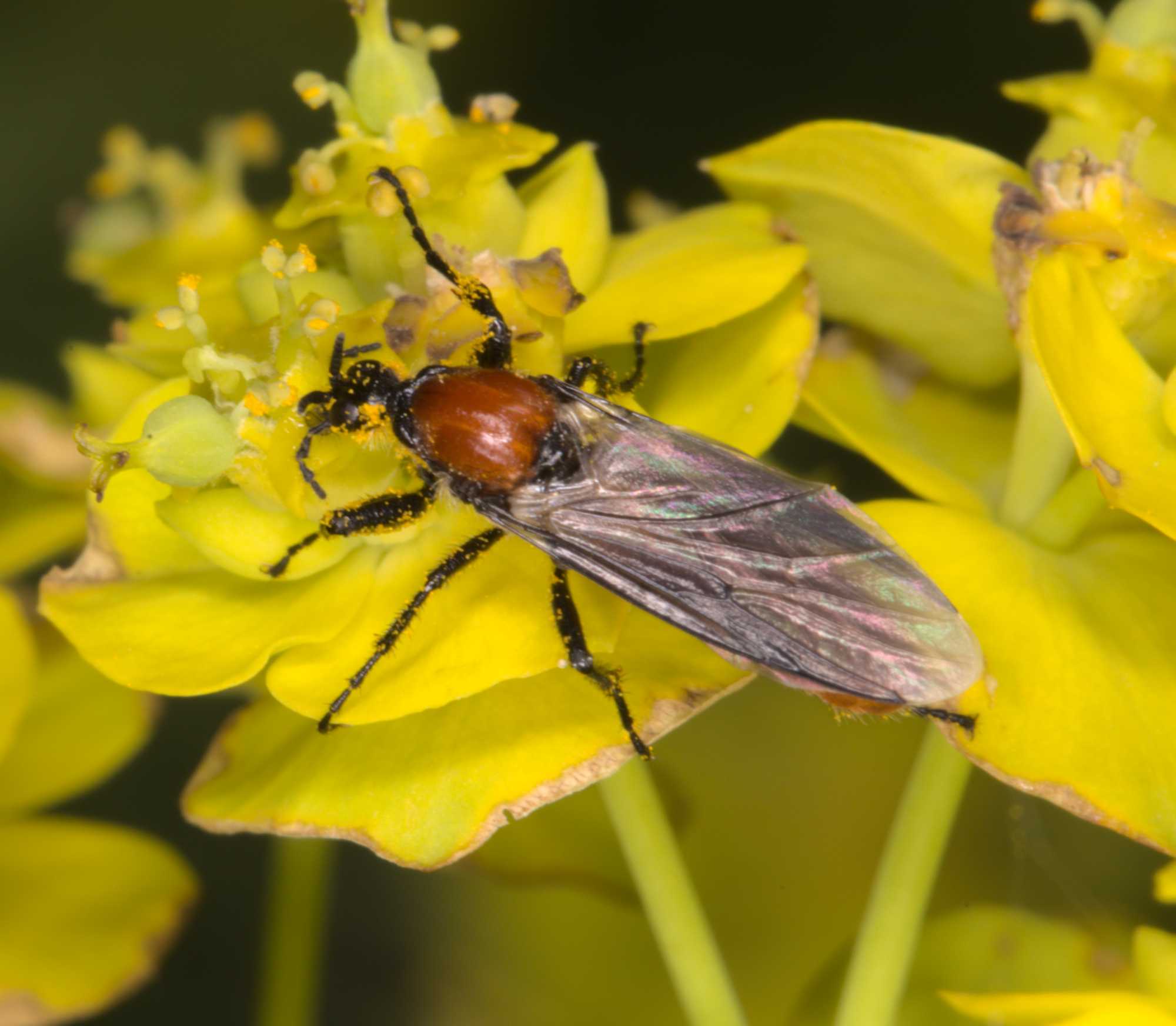 Bibio hortulanus (Bibio hortulanus), Lokation: Deutschland | Nordrhein-Westfalen | Heinsberg | Wassenberg Kategorien: Insekten, Hortus rusticus, Familie: Bibionidae (Haarmücken), Datum: 12.05.2021