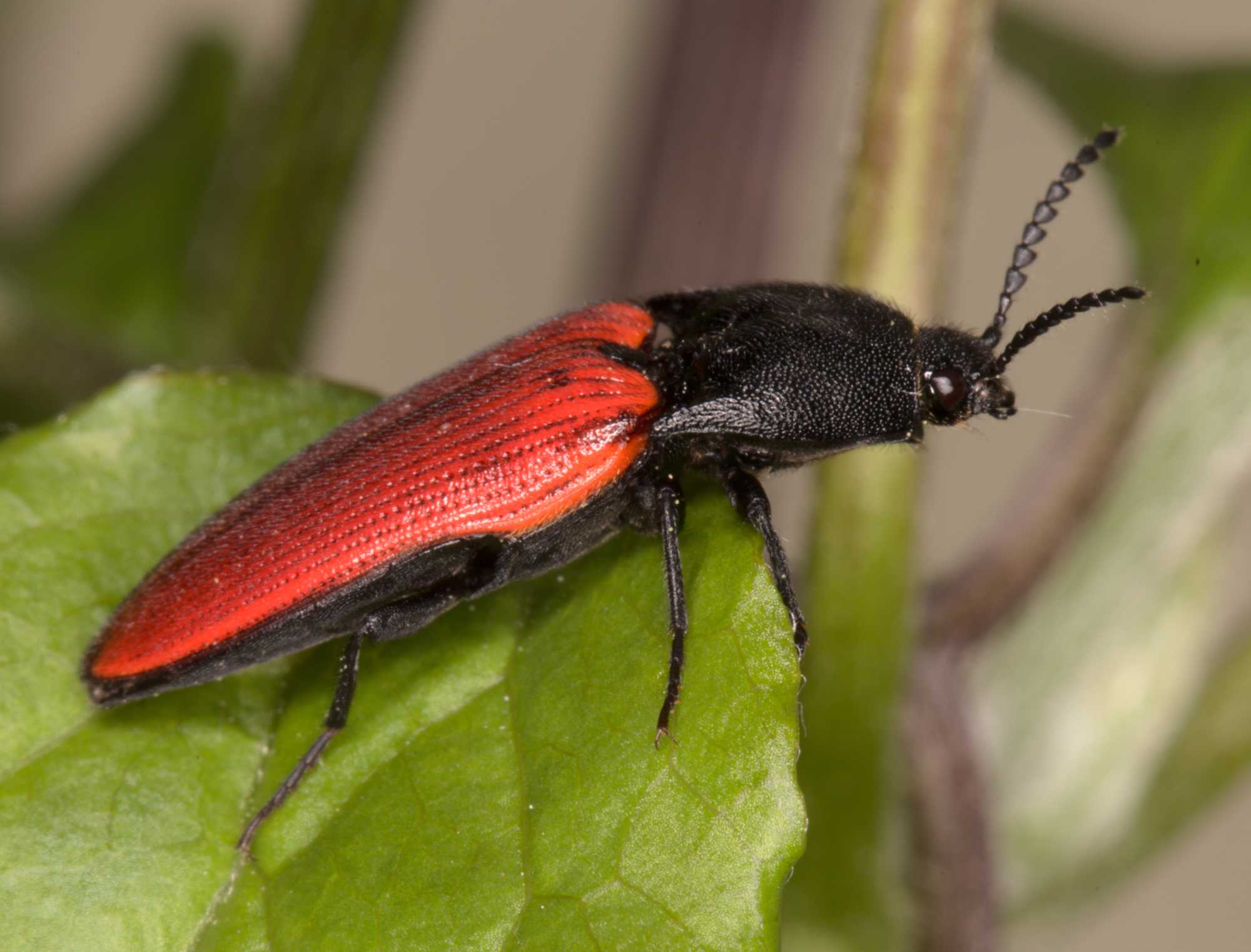 Blutroter Schnellkäfer (Ampedus sanguineus), Lokation: Deutschland | Nordrhein-Westfalen | Heinsberg | Wassenberg Kategorien: Käfer, Hortus rusticus, Familie: Elateridae (Schnellkäfer), Datum: 13.05.2021