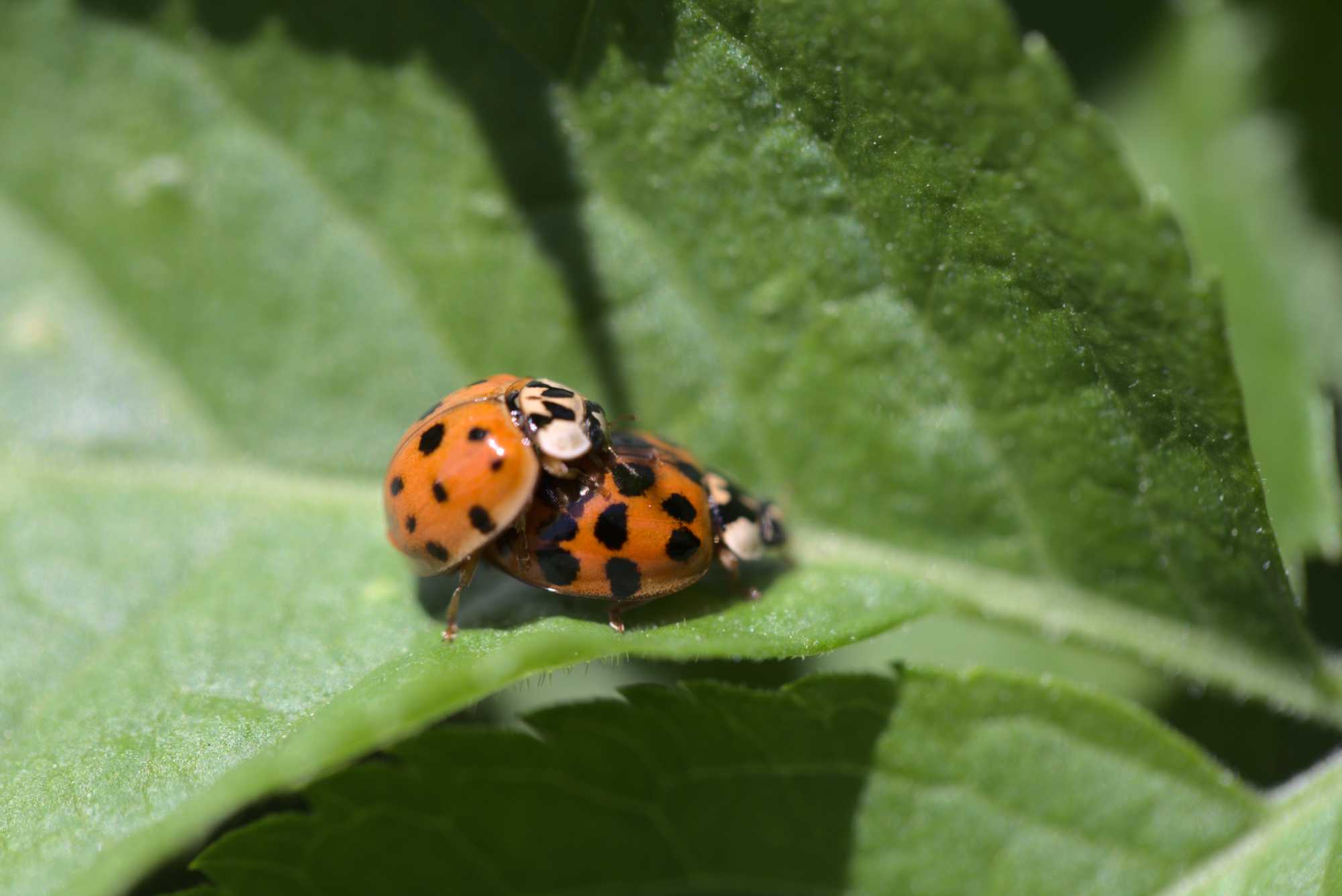 Lokation: Deutschland | Nordrhein-Westfalen | Heinsberg | Wassenberg Kategorien: Käfer, Hortus rusticus, Datum: 30.05.2021