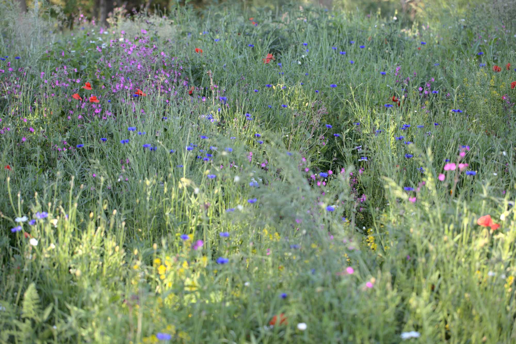 Lokation: Deutschland | Nordrhein-Westfalen | Heinsberg | Wassenberg Kategorien: Wiese, Datum: 02.06.2021