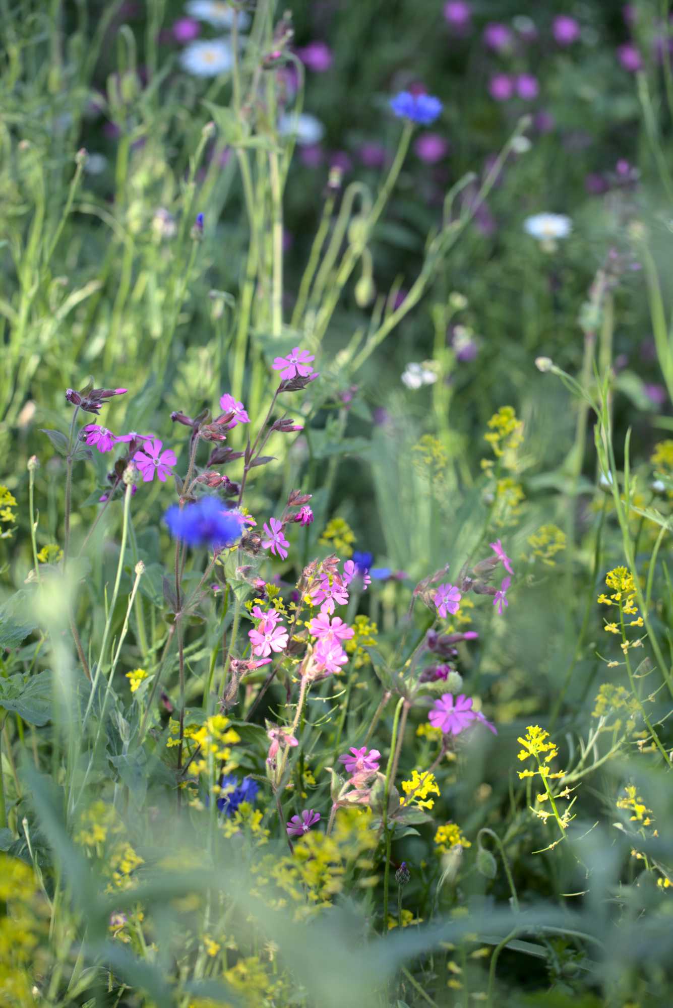Lokation: Deutschland | Nordrhein-Westfalen | Heinsberg | Wassenberg Kategorien: Wiese, Datum: 02.06.2021