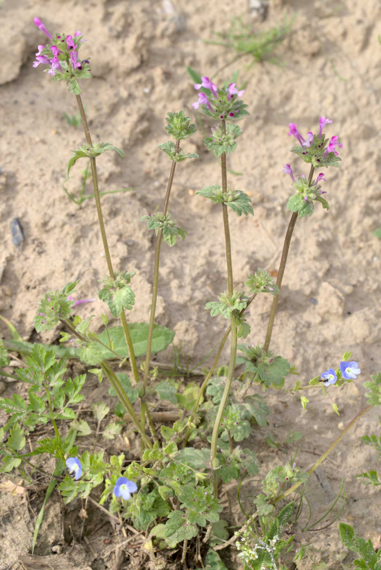 Lokation: Deutschland | Nordrhein-Westfalen | Heinsberg | Wassenberg Kategorien: Habitus, Datum: 03.06.2021