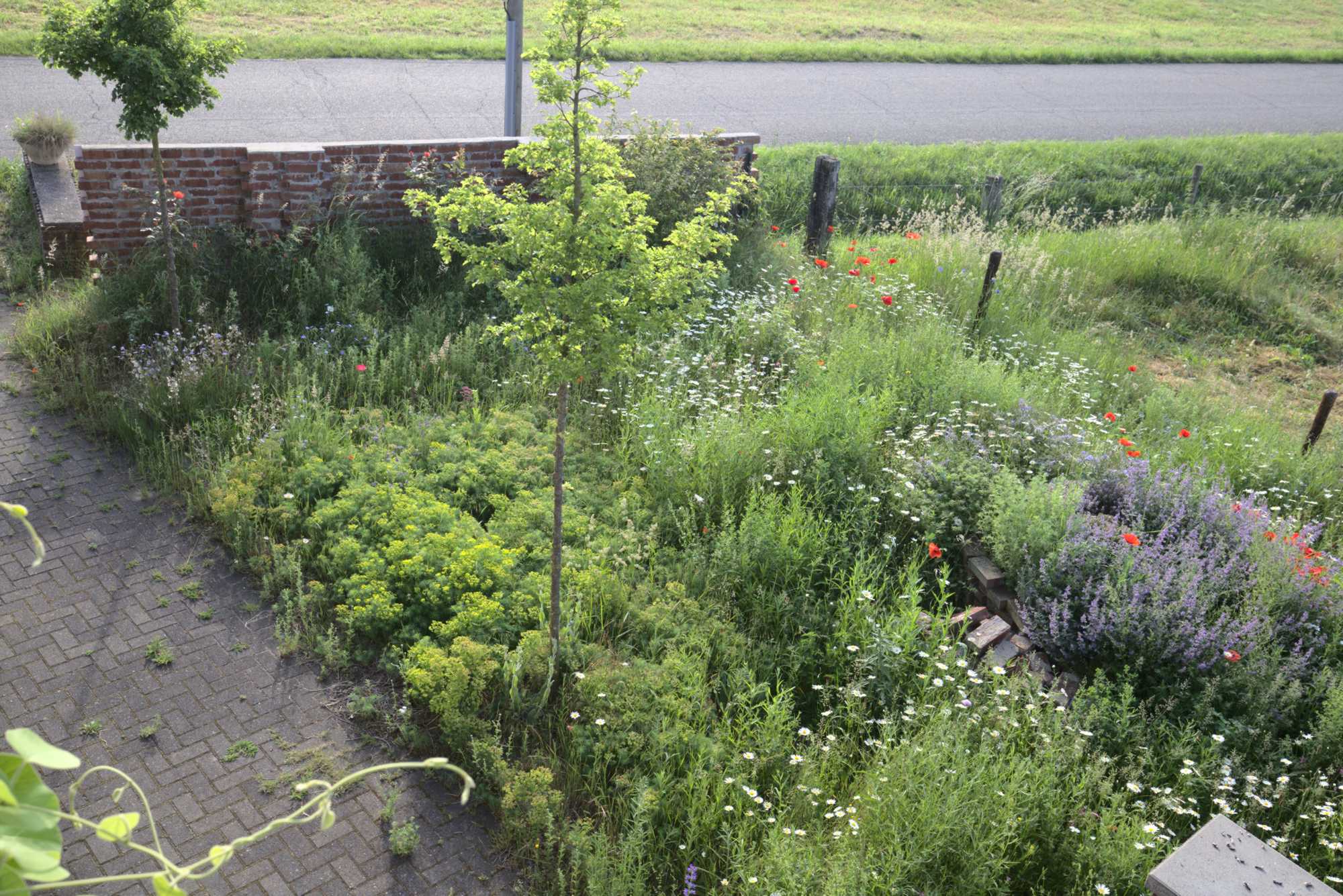 Lokation: Deutschland | Nordrhein-Westfalen | Heinsberg | Wassenberg Kategorien: Naturgarten, Magerbeet, Hortus rusticus, Landhausgarten, Datum: 08.06.2021