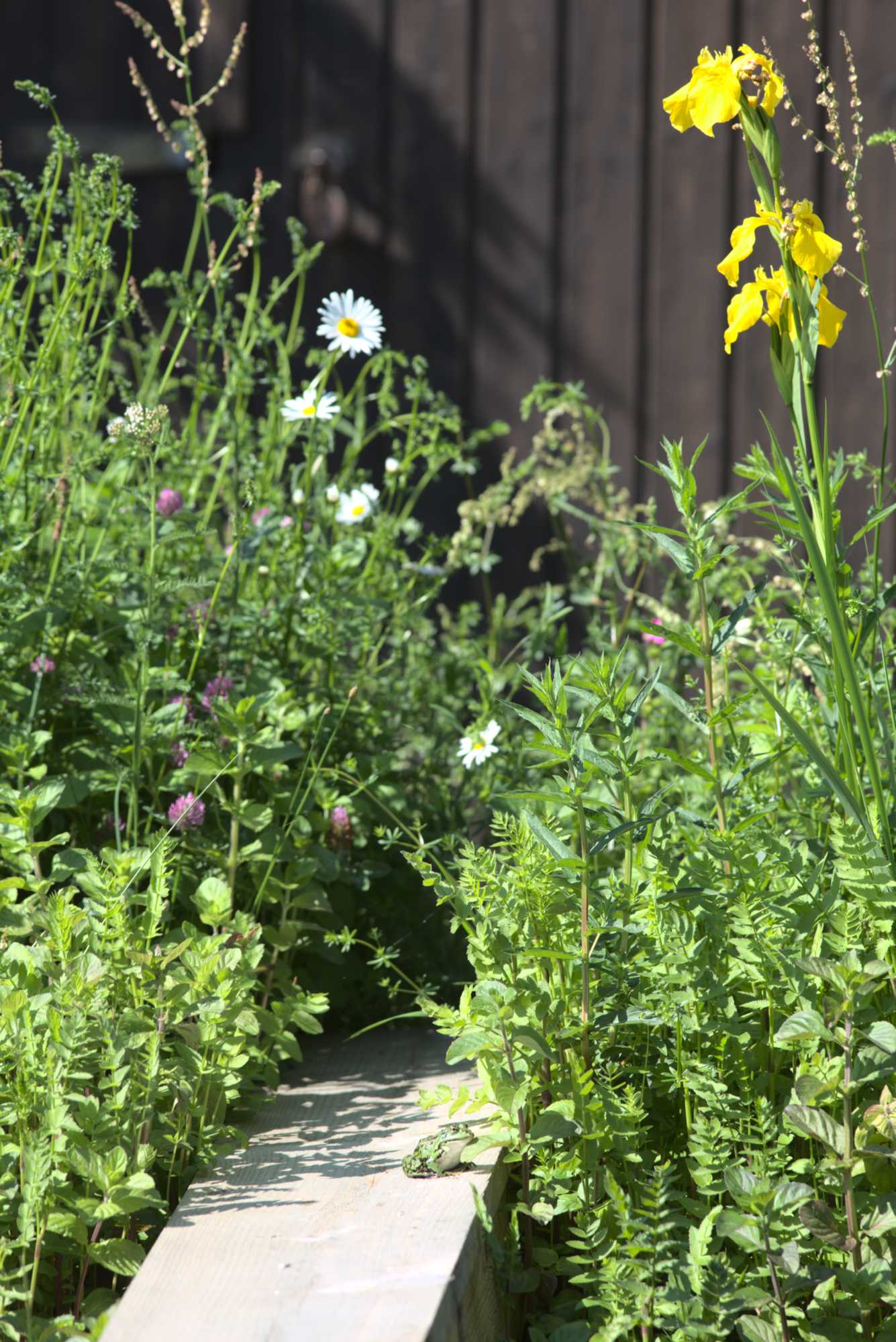 Lokation: Deutschland | Nordrhein-Westfalen | Heinsberg | Wassenberg Kategorien: Teich, Hortus rusticus, Datum: 08.06.2021