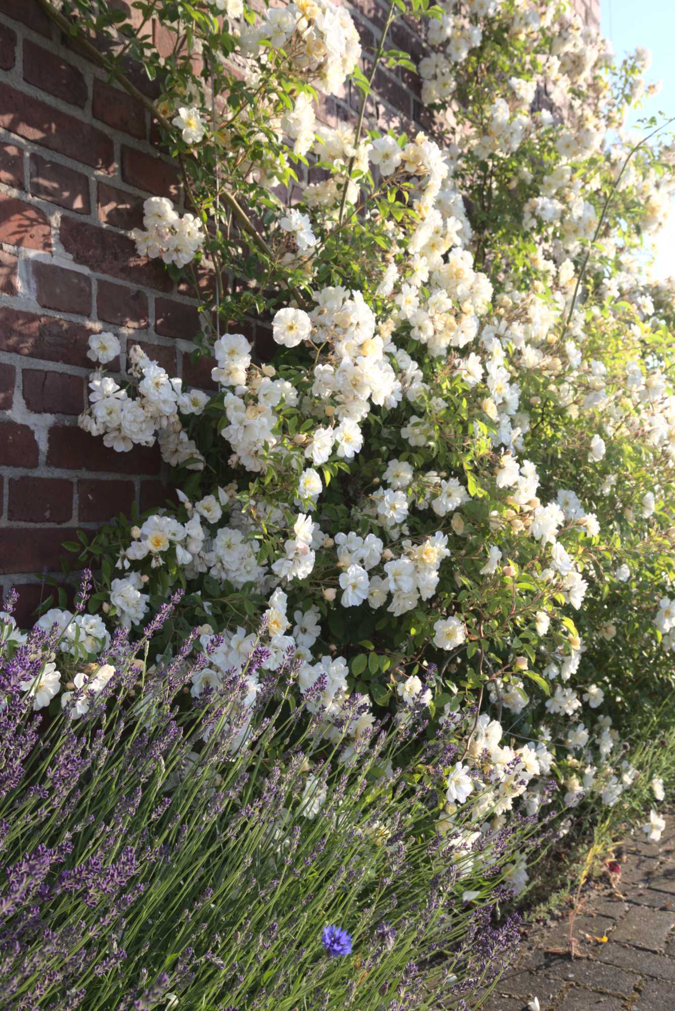 Lokation: Deutschland | Nordrhein-Westfalen | Heinsberg | Wassenberg Kategorien: Naturgarten, Kletterpflanzen, Landhausgarten, Rosen, Datum: 11.06.2021