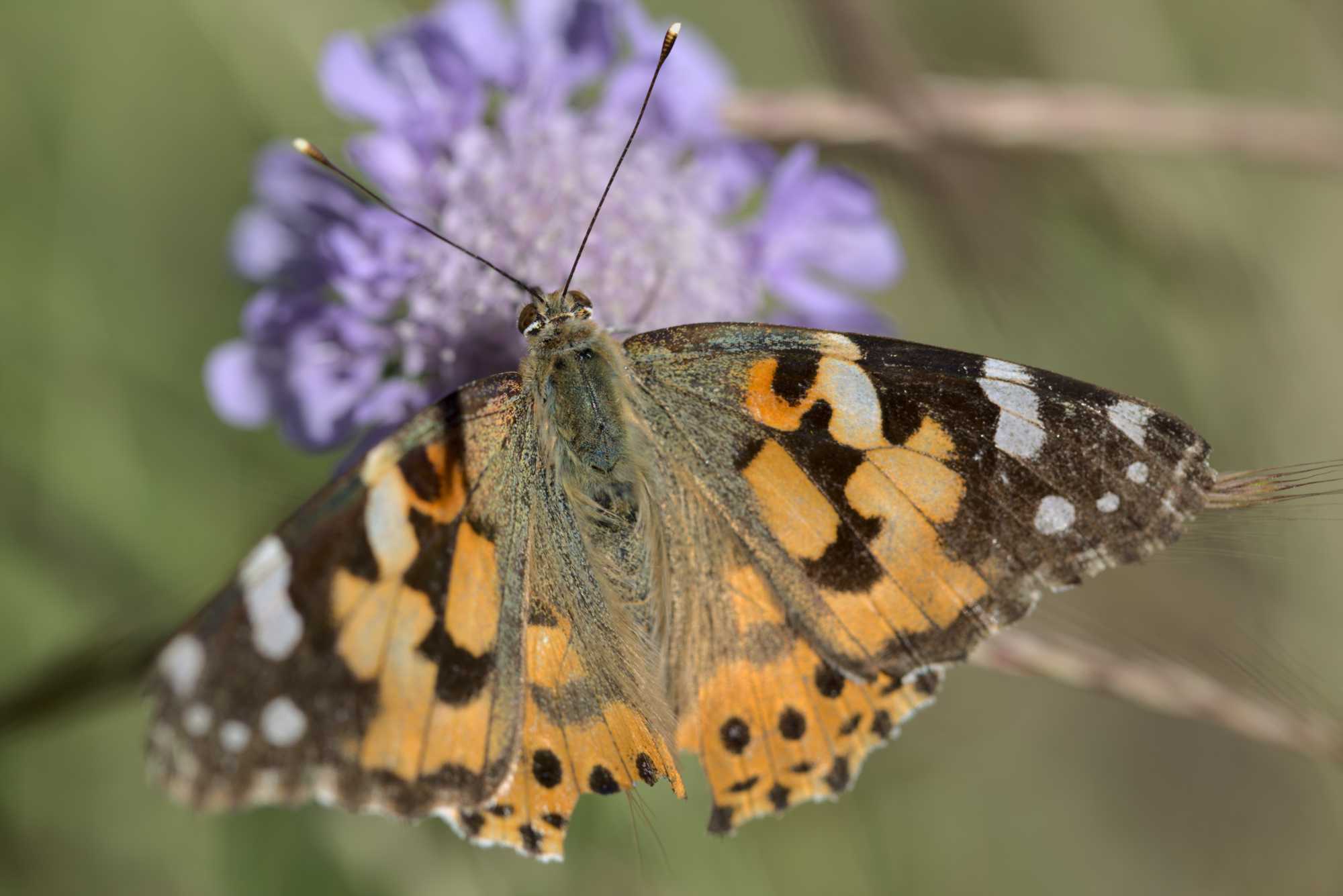 Distelfalter (Vanessa cardui), Lokation: Deutschland | Nordrhein-Westfalen | Heinsberg | Wassenberg Kategorien: Schmetterlinge, Hortus rusticus, Familie: Nymphalidae (Edelfalter), Datum: 13.06.2021
