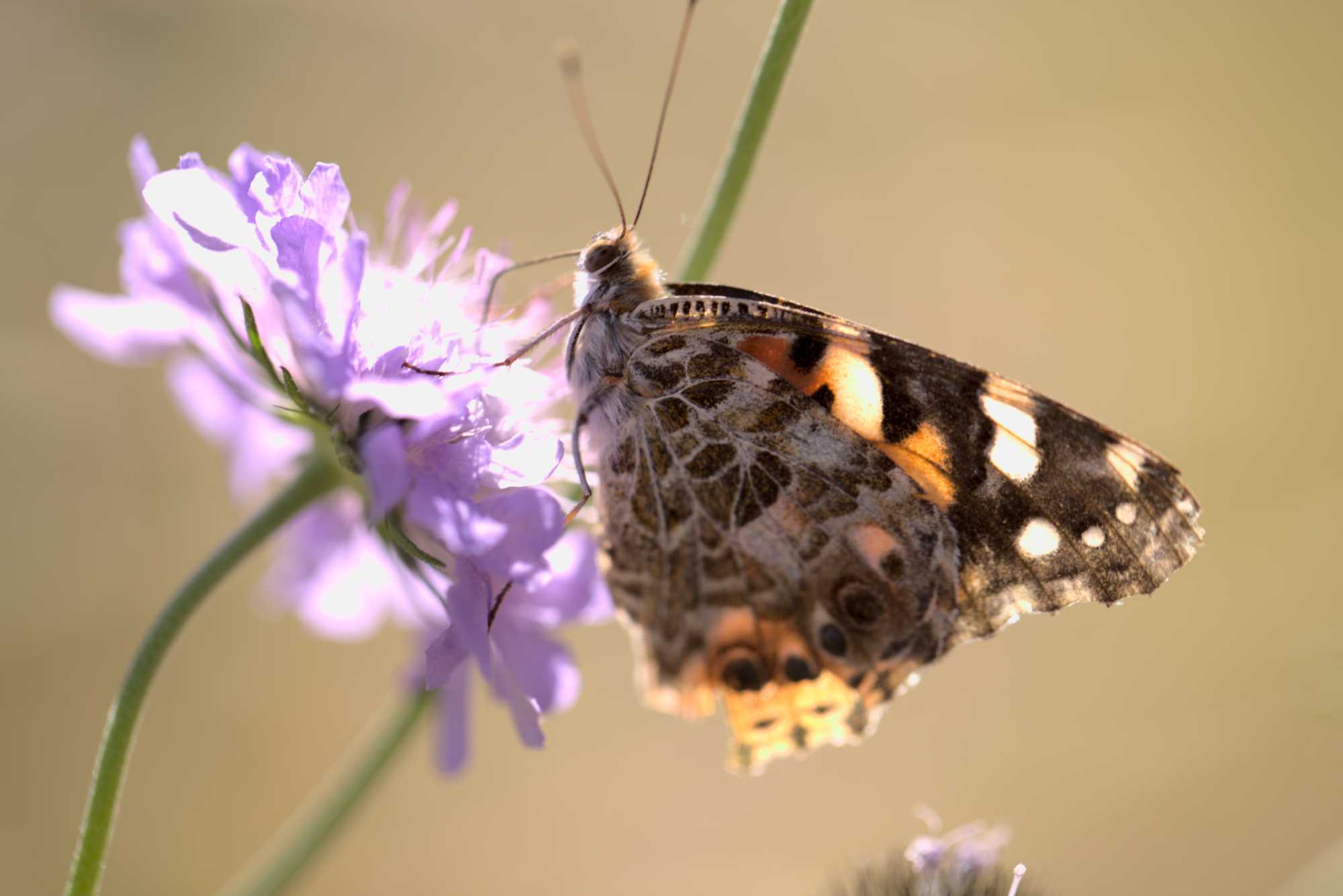 Distelfalter (Vanessa cardui), Lokation: Deutschland | Nordrhein-Westfalen | Heinsberg | Wassenberg Kategorien: Schmetterlinge, Hortus rusticus, Familie: Nymphalidae (Edelfalter), Datum: 13.06.2021