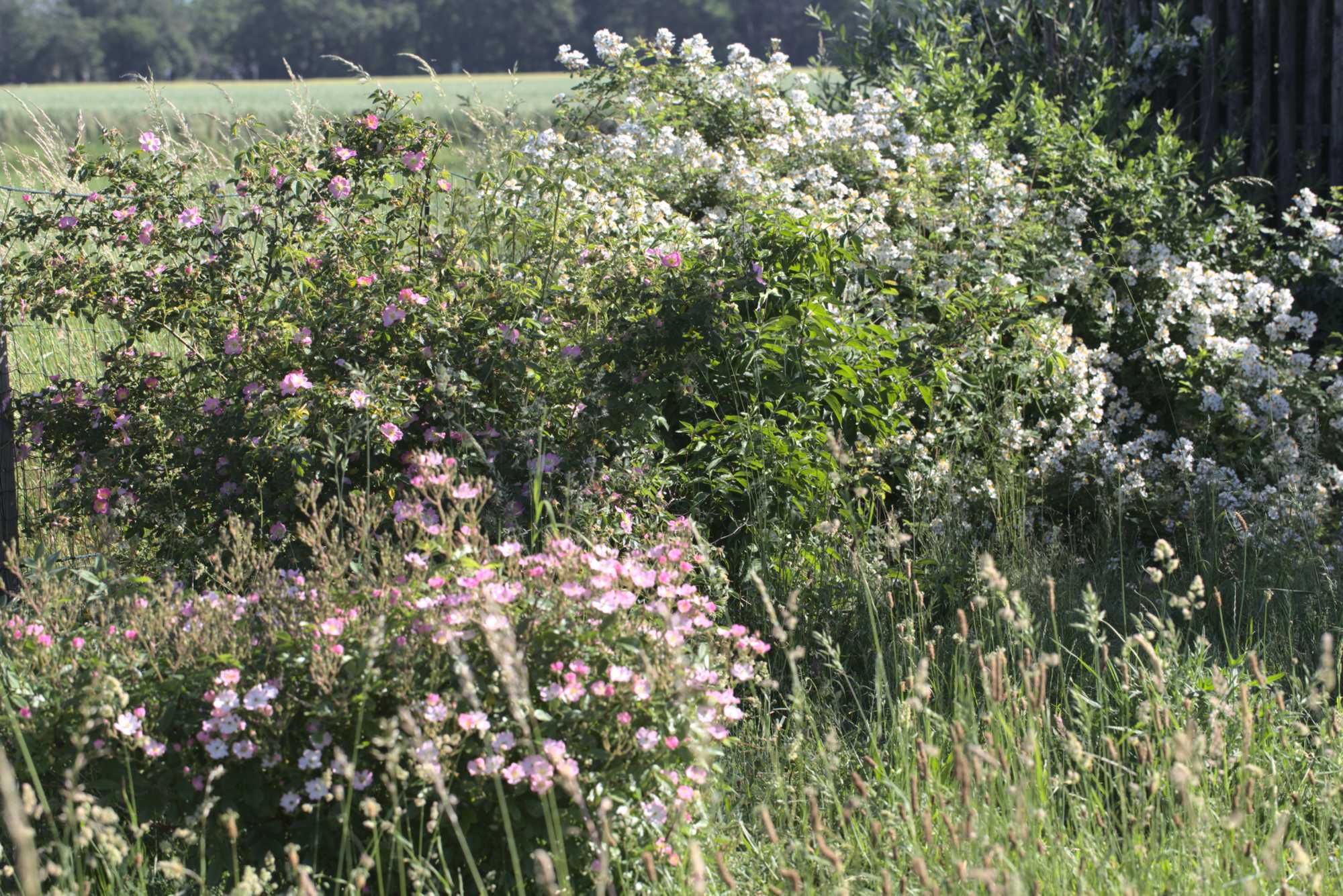 Lokation: Deutschland | Nordrhein-Westfalen | Heinsberg | Wassenberg Kategorien: Hecke, Naturgarten, Hortus rusticus, Landhausgarten, Rosen, Datum: 14.06.2021