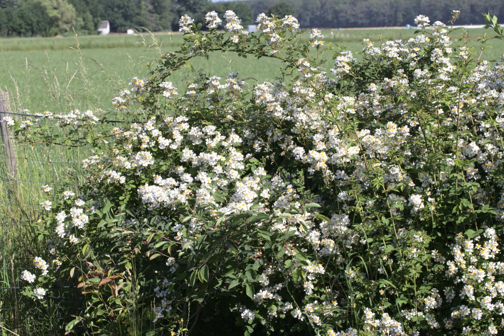 Lokation: Deutschland | Nordrhein-Westfalen | Heinsberg | Wassenberg Kategorien: Hecke, Naturgarten, Hortus rusticus, Landhausgarten, Rosen, Datum: 14.06.2021
