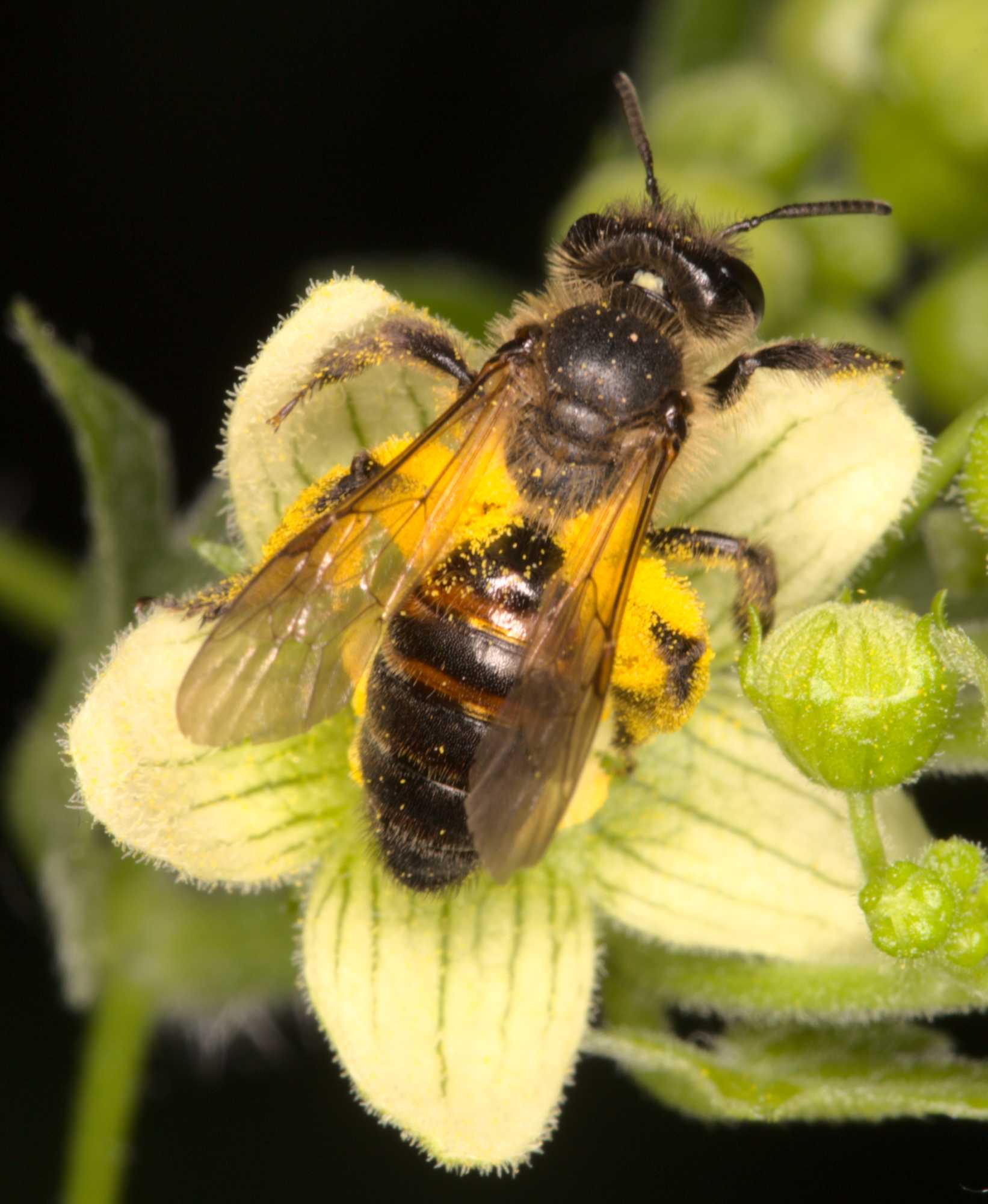 Zaunrüben-Sandbiene (Andrena florea), Lokation: Deutschland | Nordrhein-Westfalen | Heinsberg | Wassenberg Kategorien: Monatsbilder, Hortus rusticus, Familie: Andrenidae (Sandbienen), Datum: 18.06.2021