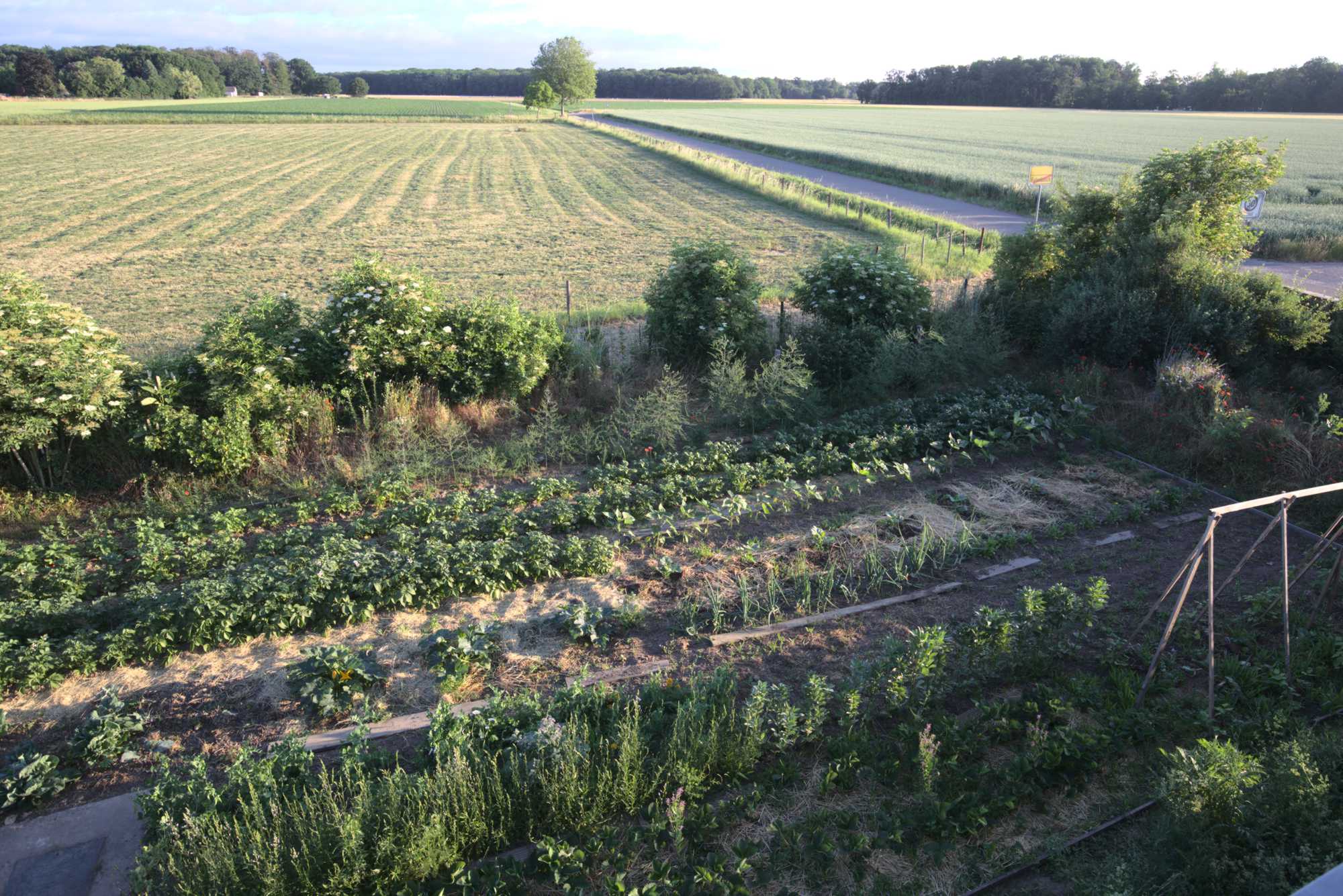 Lokation: Deutschland | Nordrhein-Westfalen | Heinsberg | Wassenberg Kategorien: Nutzgarten, Hortus rusticus, Bauerngarten, Selbstversorgung, Datum: 19.06.2021