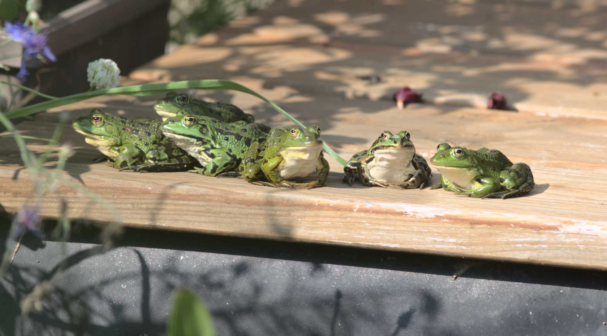 Lokation: Deutschland | Nordrhein-Westfalen | Heinsberg | Wassenberg Kategorien: Amphibien, Hortus rusticus, Datum: 02.07.2021