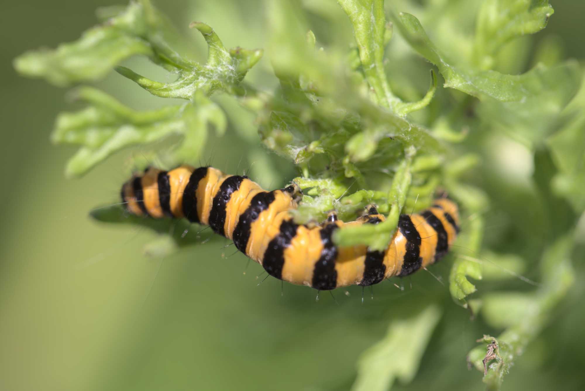 Jakobskrautbär (Tyria jacobaeae), Lokation: Deutschland | Nordrhein-Westfalen | Heinsberg | Wassenberg Kategorien: Schmetterlinge, Familie: Erebidae (Eulenfalter), Datum: 03.07.2021