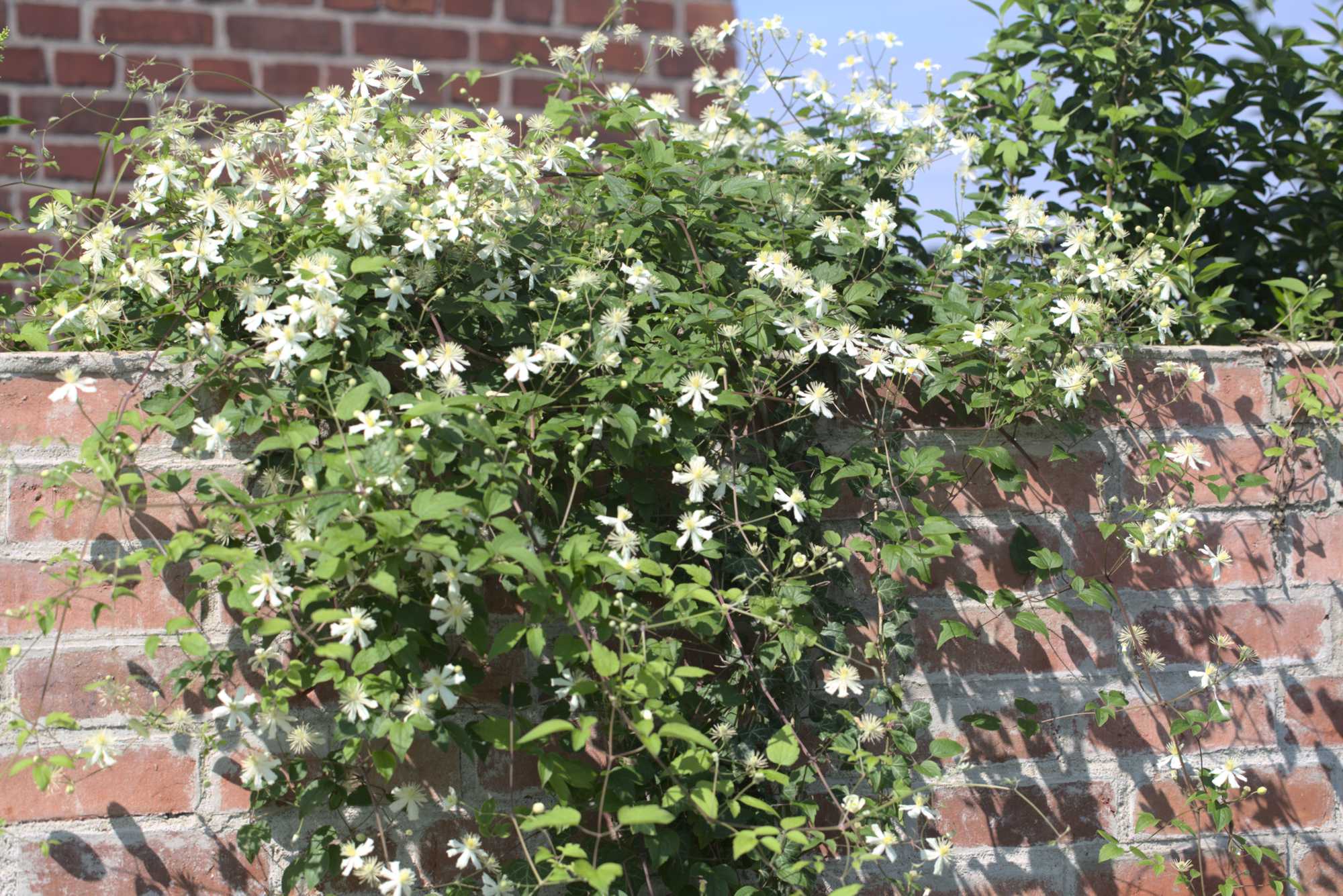 Lokation: Deutschland | Nordrhein-Westfalen | Heinsberg | Wassenberg Kategorien: Kletterpflanzen, Datum: 03.07.2021