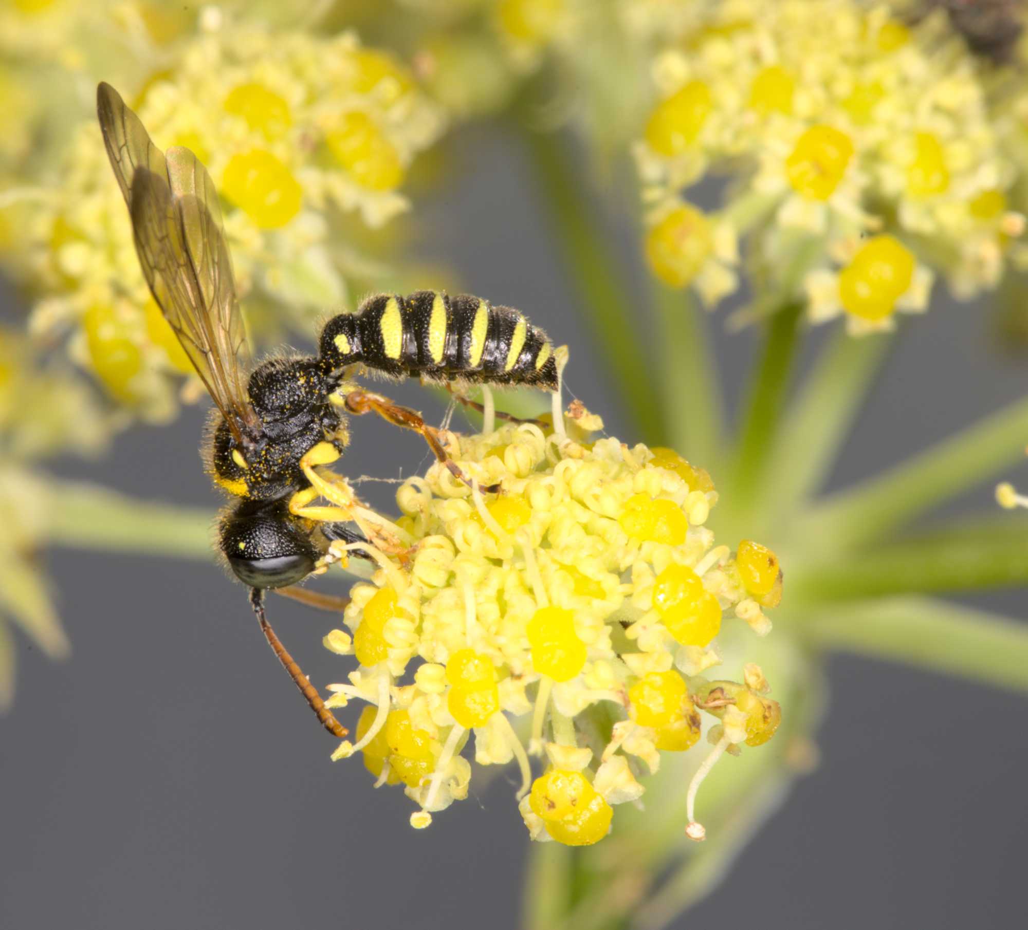 Gewöhnliche Langbauchschwebfliege (Sphaerophoria scripta), Lokation: Deutschland | Nordrhein-Westfalen | Heinsberg | Wassenberg Kategorien: Insekten, Hortus rusticus, Familie: Syrphidae (Schwebfliegen), Datum: 07.07.2021