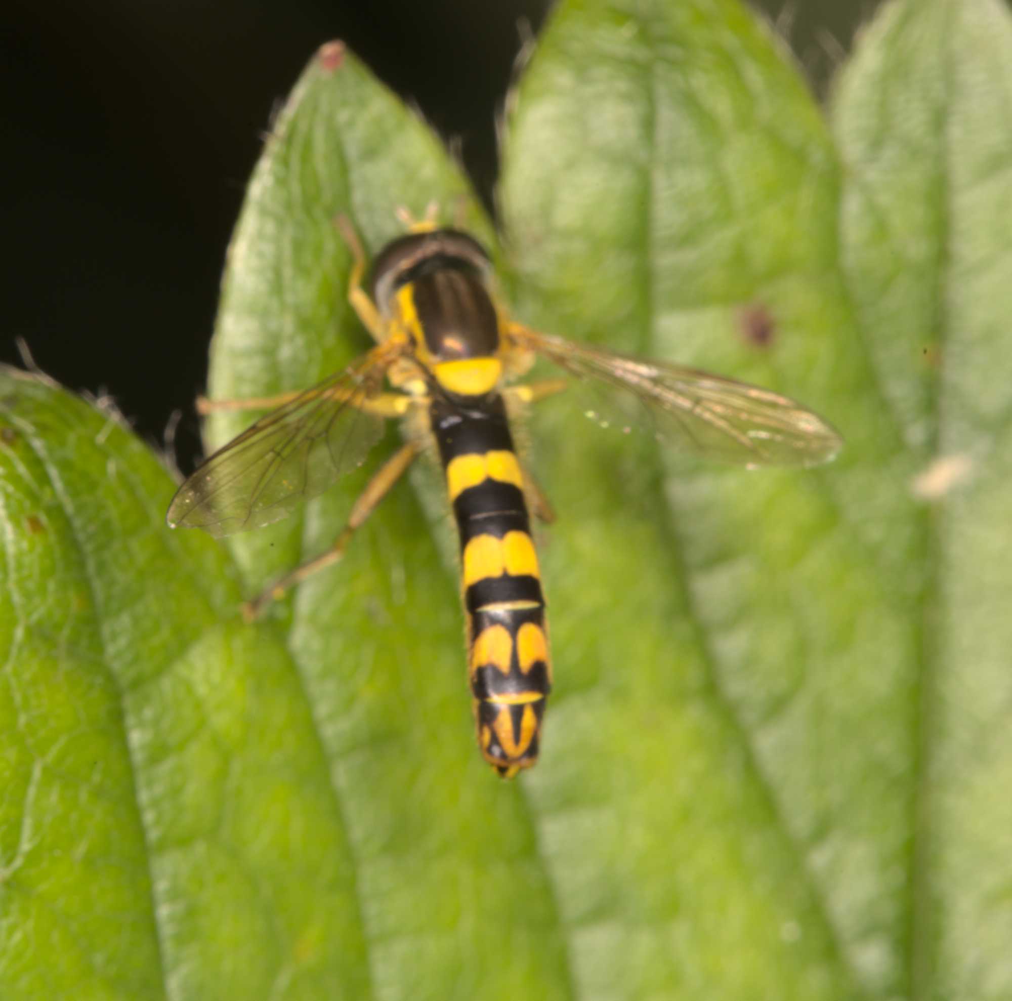 Gewöhnliche Langbauchschwebfliege (Sphaerophoria scripta), Lokation: Deutschland | Nordrhein-Westfalen | Heinsberg | Wassenberg Kategorien: Fliegen, Hortus rusticus, Familie: Syrphidae (Schwebfliegen), Datum: 07.07.2021