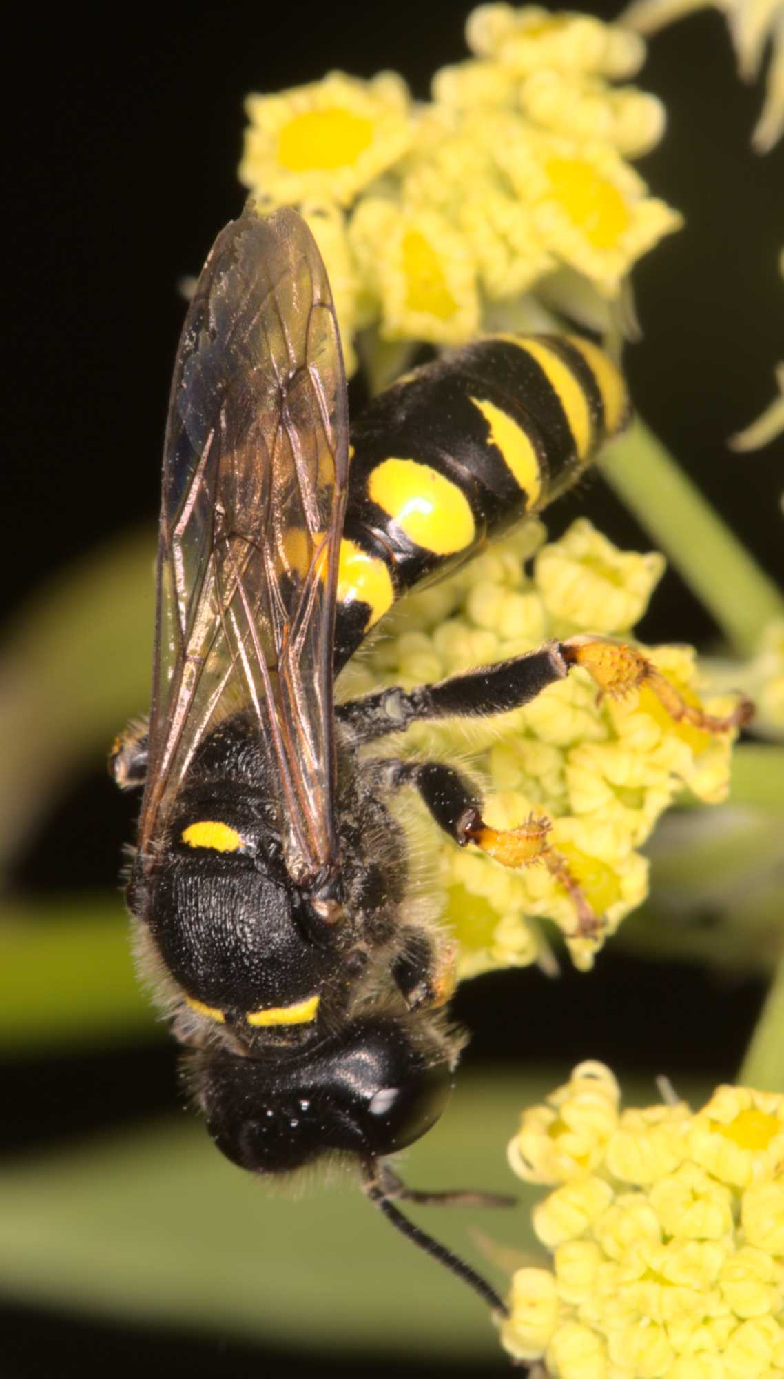 Crabro cribrarius, Lokation: Deutschland | Nordrhein-Westfalen | Heinsberg | Wassenberg Kategorien: Insekten, Hortus rusticus, Familie: Crabronidae (Grabwespen), Datum: 07.07.2021